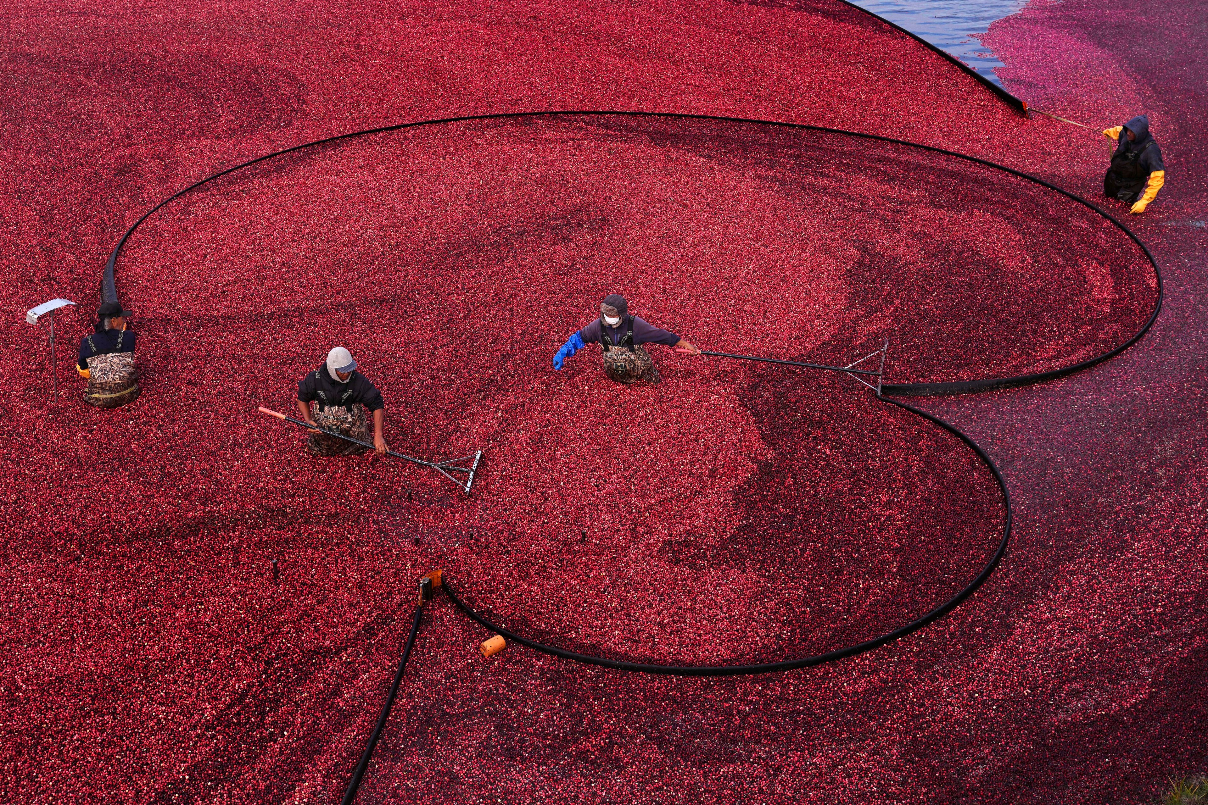 Workers position floating booms while wet harvesting cranberries at Rocky Meadow Bog, Friday, Nov. 1, 2024, in Middleborough, Mass. (AP Photo/Charles Krupa)