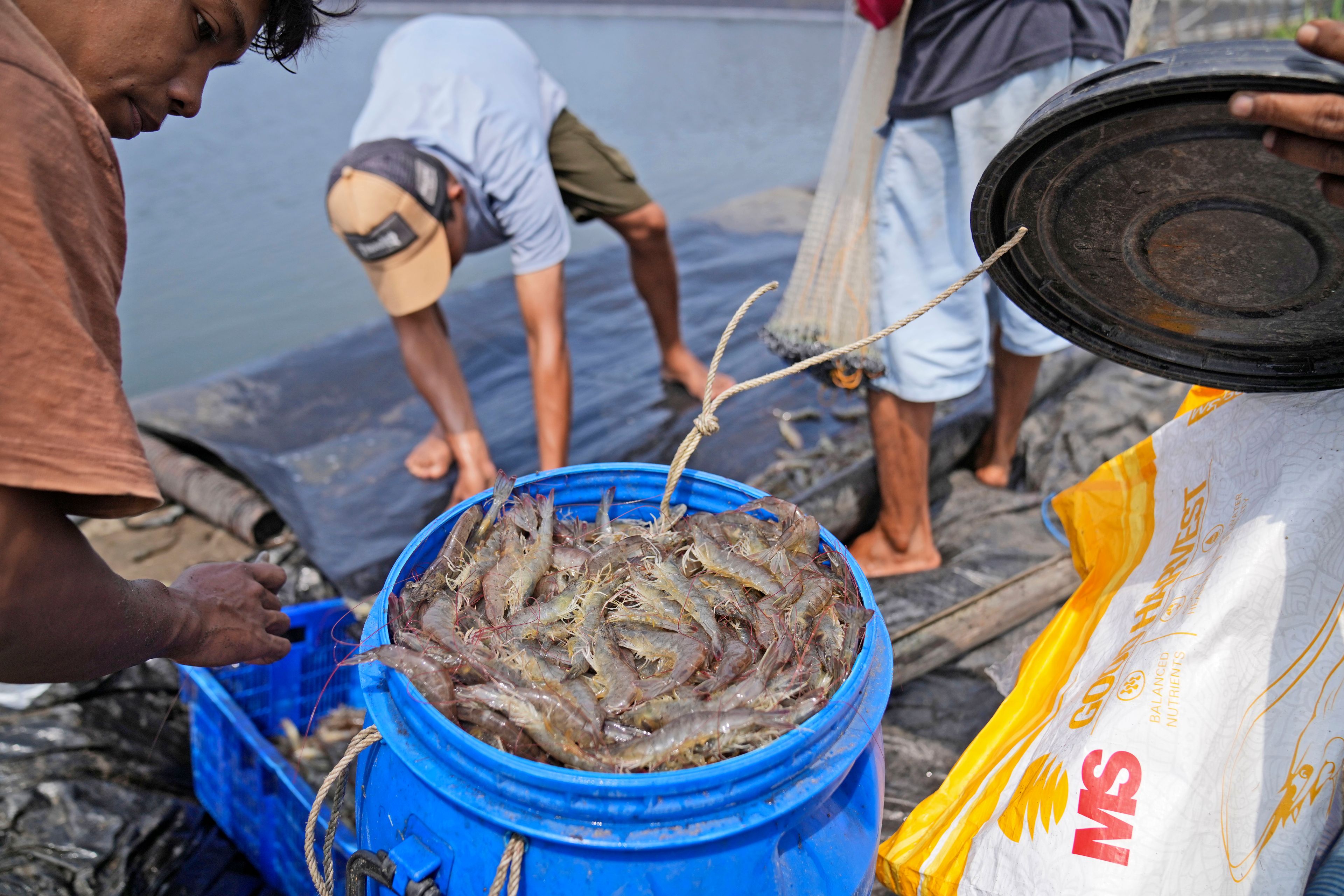 Farm worker Dias Yudho Prihantoro, left, harvests shrimps at a farm in Kebumen, Central Java, Indonesia, Tuesday, Sept. 24, 2024. (AP Photo/Dita Alangkara)