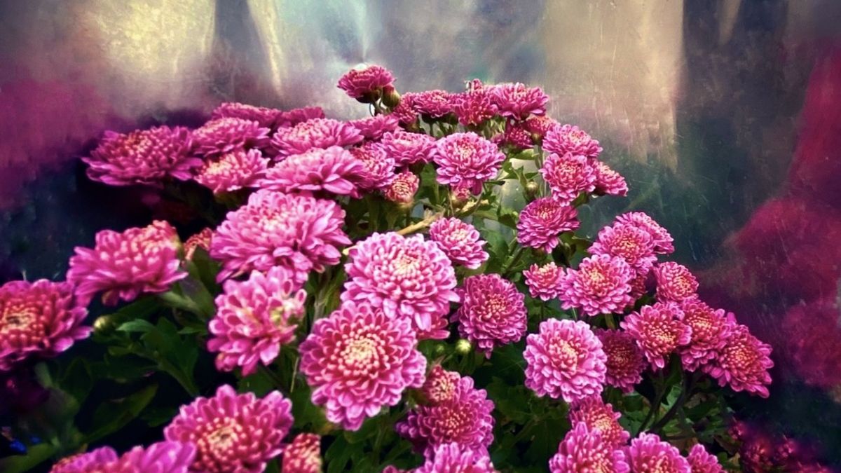 Through the Woods: Chrysanthemum
