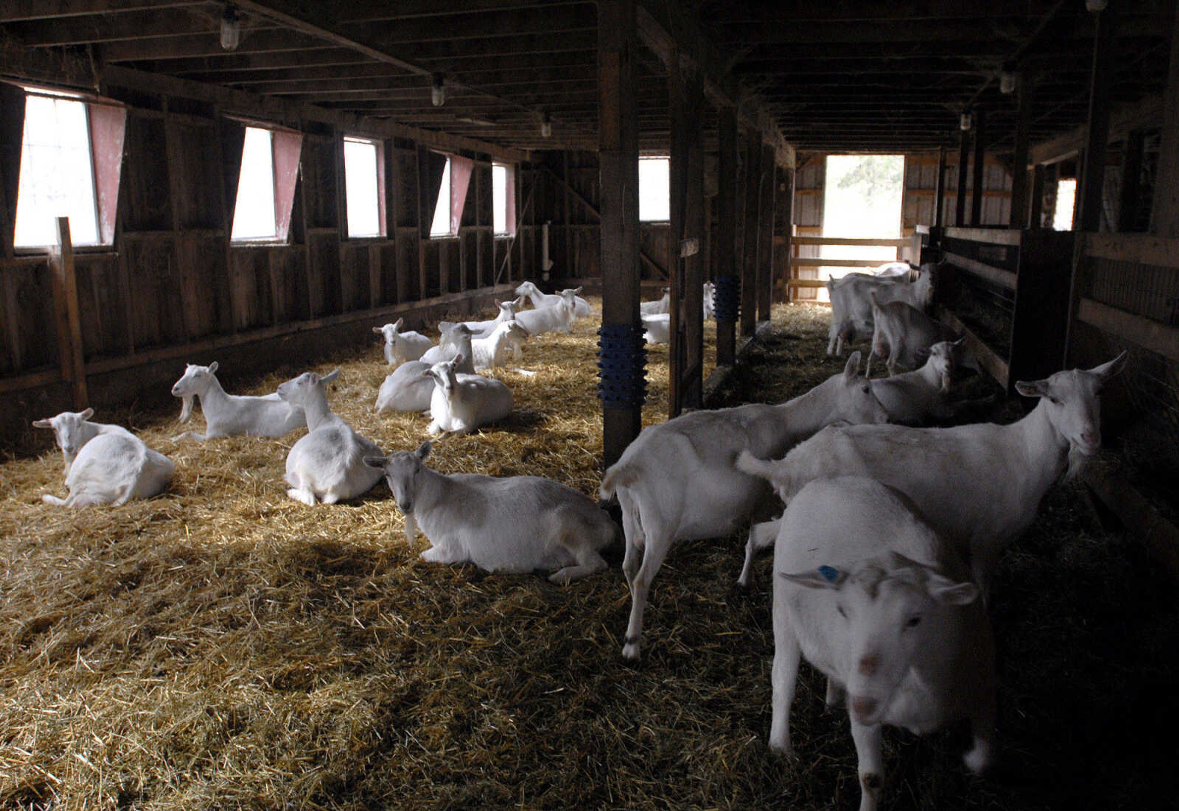 LAURA SIMON ~ lsimon@semissourian.com
Saannen goats stay warm inside the barn Wednesday, Dec. 14, 2011 at Baetje Farms in Bloomsdale, Mo.