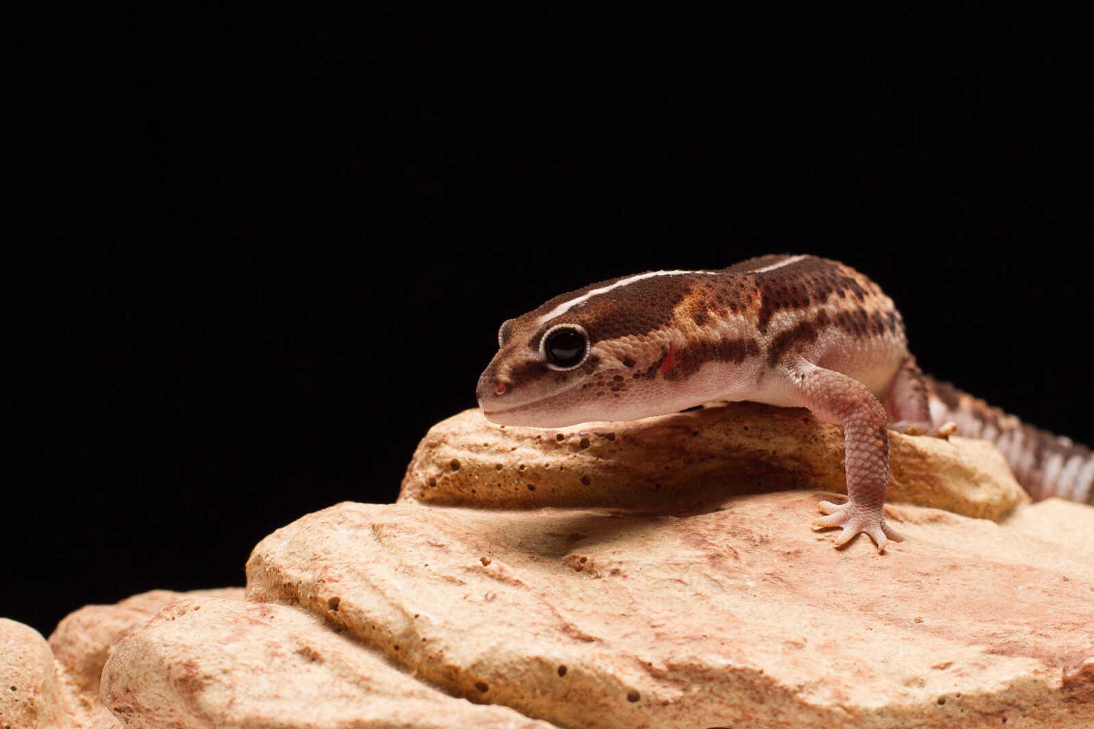 GLENN LANDBERG ~ glandberg@semissourian.com


Alf, a male african fat tailed gecko.