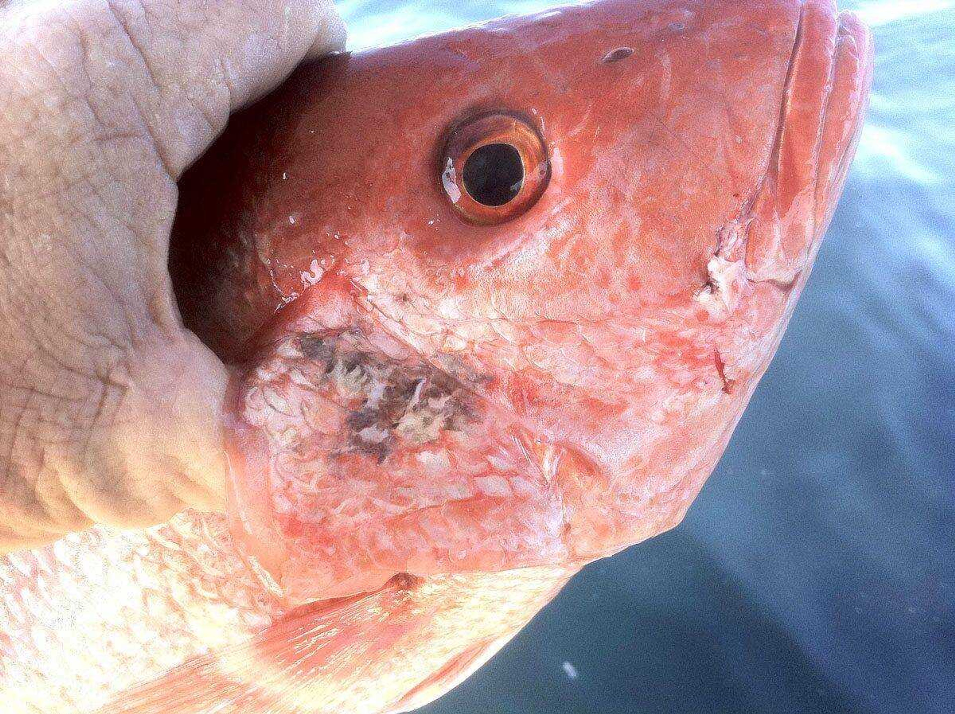 This photo shows a fish harvested from the Gulf of Mexico with unusual lesions and infections. Two years after the Deepwater Horizon rig exploded and sank, the ailing fish bear hallmarks of diseases tied to petroleum and other pollutants. (Donald Waters ~ Courtesy photo)