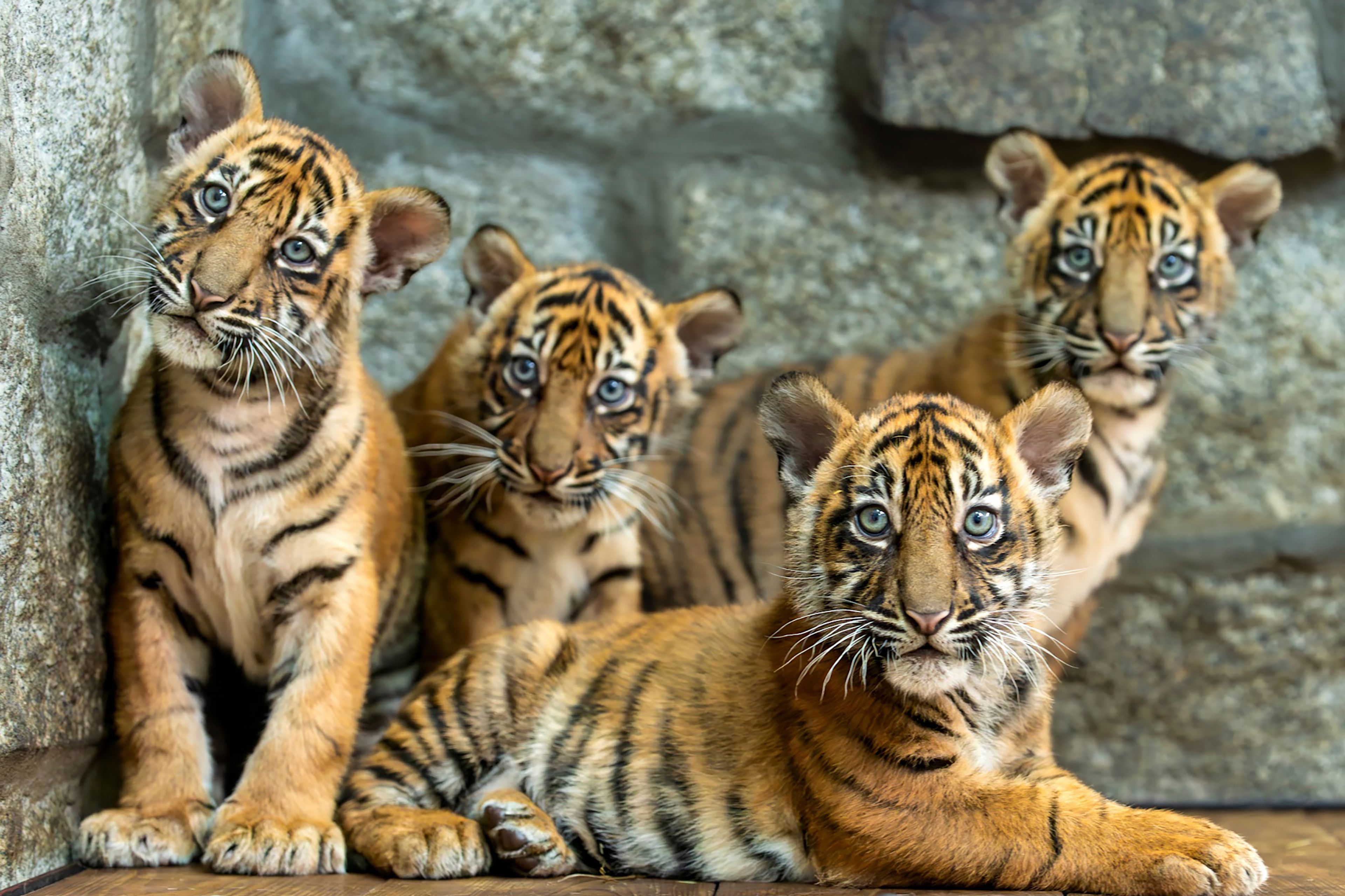 In this photo released by ZOO Wroclaw, Four Sumatran tiger cubs are seen at the Wroclaw zoo, which is celebrating the birth of the critically endangered predators, in Wrocław, Poland, Thursday Oct. 17, 2024. (ZOO Wrocław via AP)