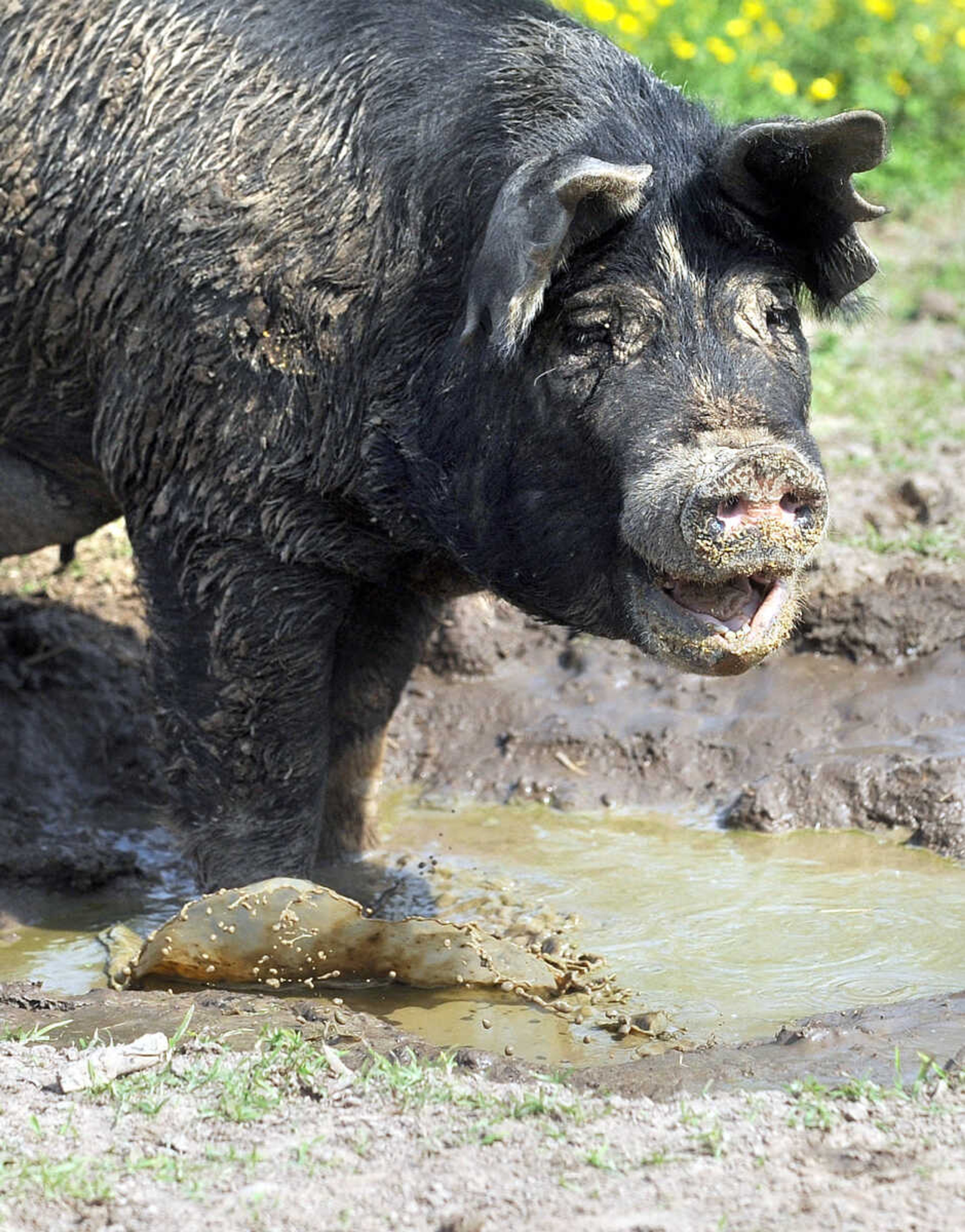 LAURA SIMON ~ lsimon@semissourian.com

A Berkshire sow cools off in a mud puddle, Monday afternoon, May 19, 2014, at Brian Strickland and Luke Aufdenberg's Oak Ridge pig farm.