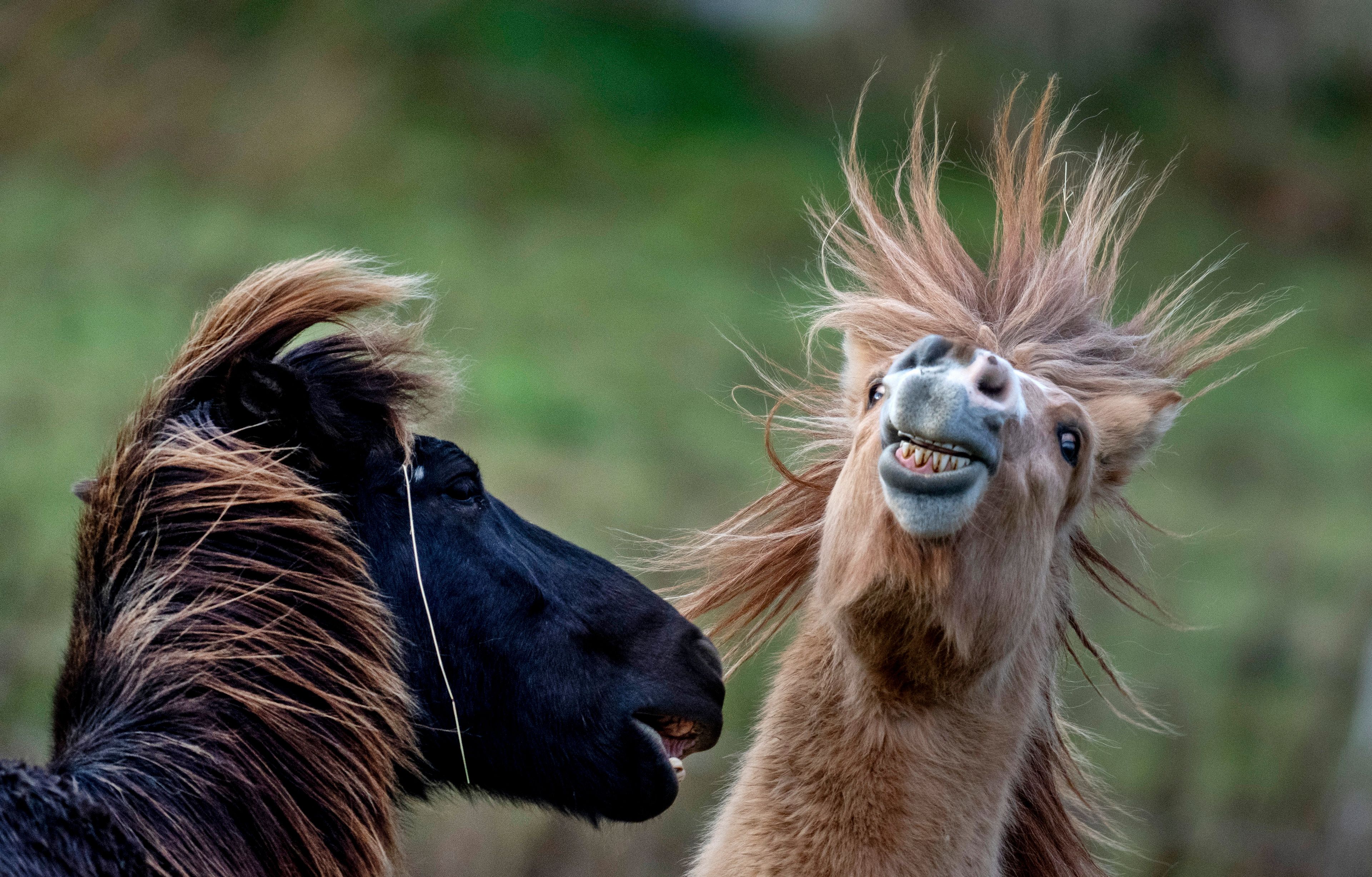 Icelandic horses play at a stud farm in Wehrheim near Frankfurt, Germany, Tuesday, Nov. 26, 2024. (AP Photo/Michael Probst)