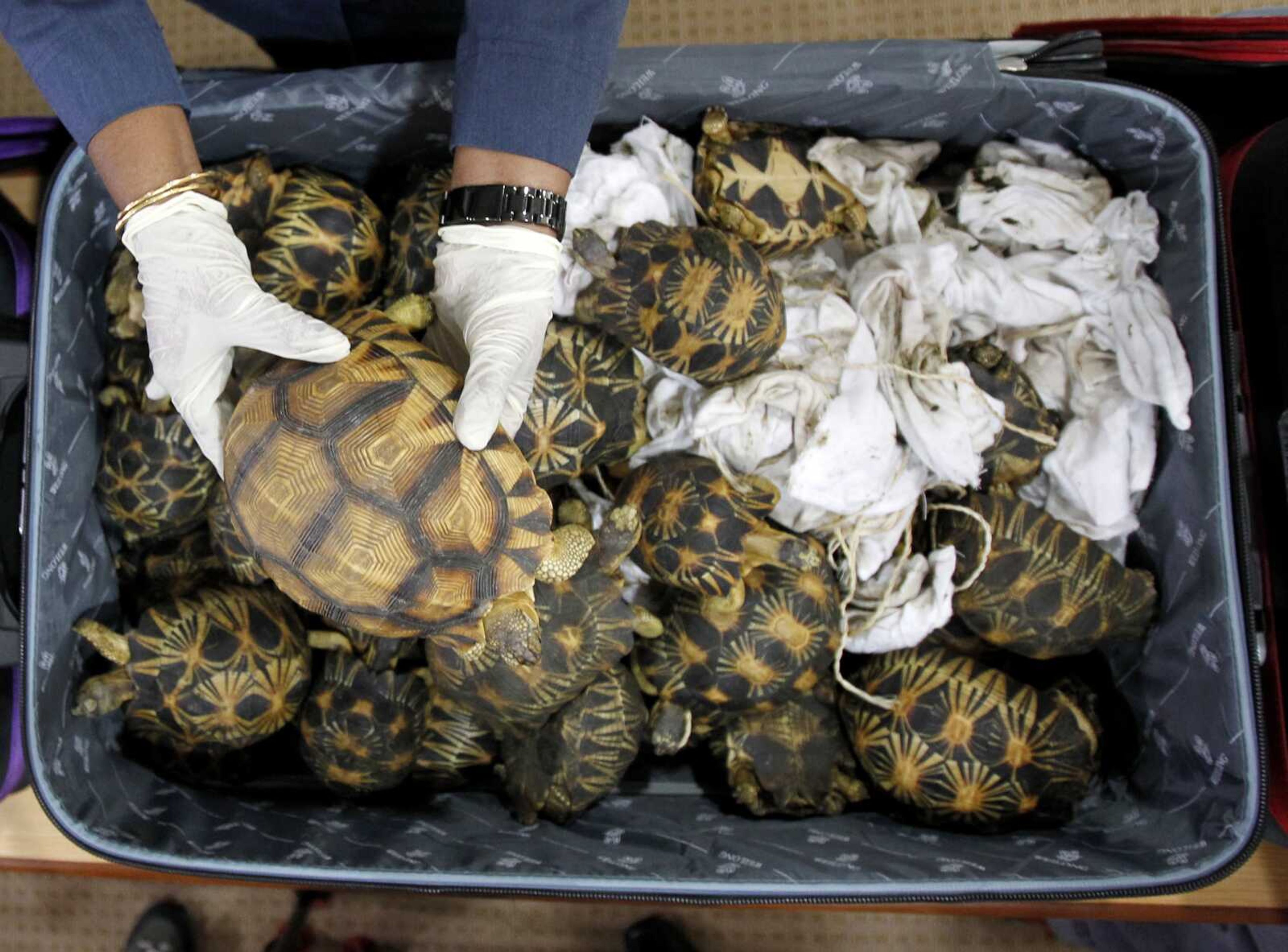 A Malaysian Customs official holds seized tortoise after a news conference at Customs office on May 15, 2017, in Sepang, Malaysia, Malaysia. Malaysian authorities say they seized 330 exotic tortoises from Madagascar.