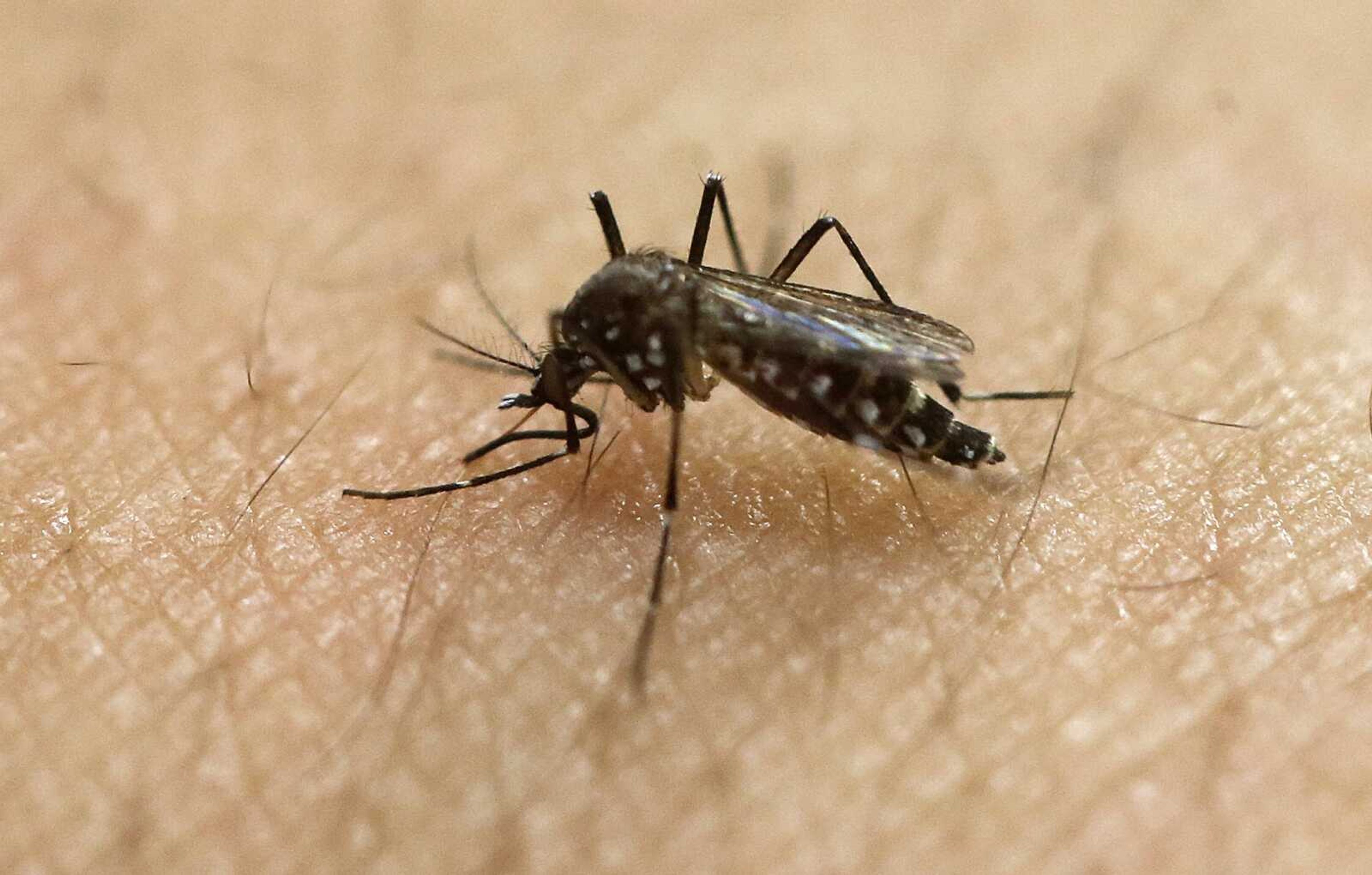 A female yellow-fever mosquito, known to be a carrier of the Zika virus, acquires a blood meal on the arm of a researcher in Sao Paulo, Brazil.