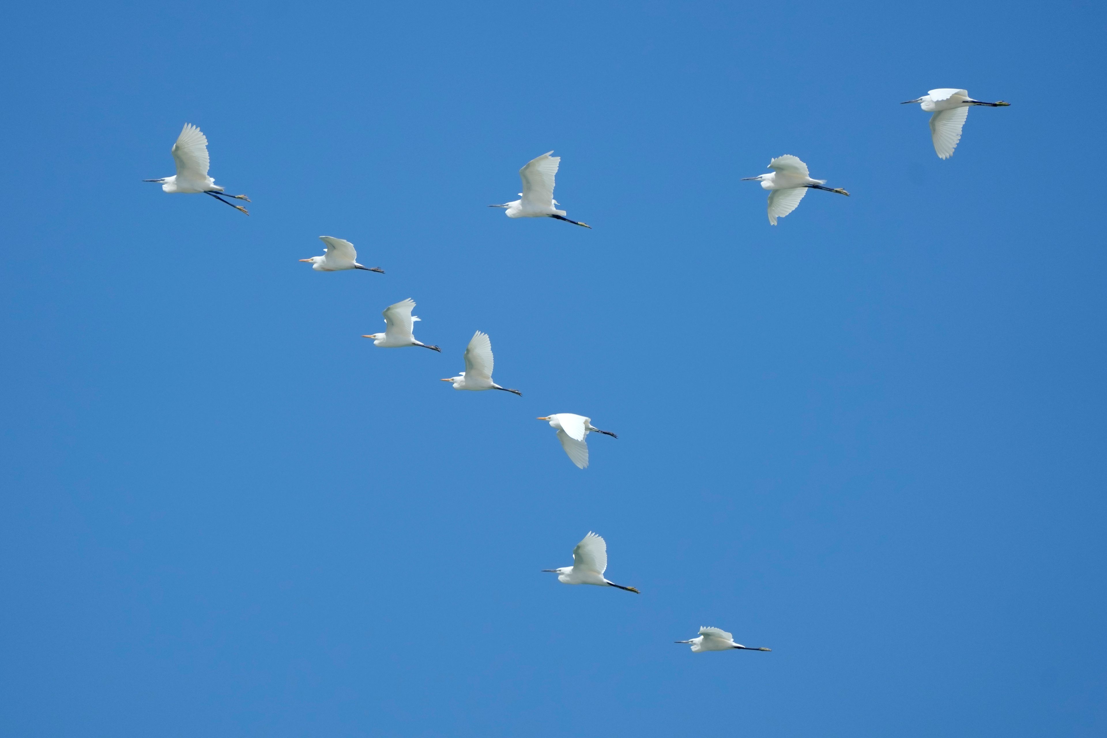 Seagulls fly over Al Arish beach, 50 km (32,5 miles), West of Rafah border crossing between Egypt and the Gaza Strip in Al Arish, Egypt, Monday, Sept. 9, 2024. (AP Photo/Amr Nabil)