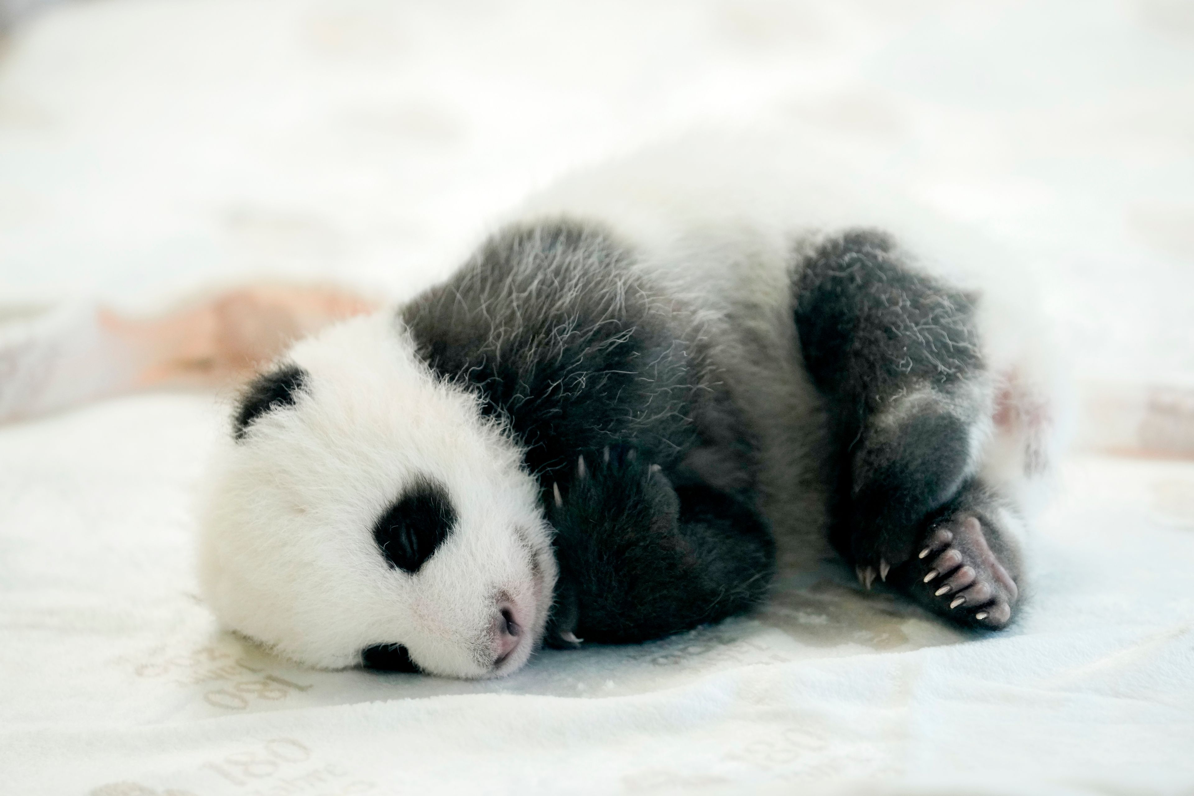 One of the newly born twin panda bear cubs is presented to the media at the Zoo in Berlin, Germany, Tuesday, Oct. 15, 2024. (AP Photo/Ebrahim Noroozi)