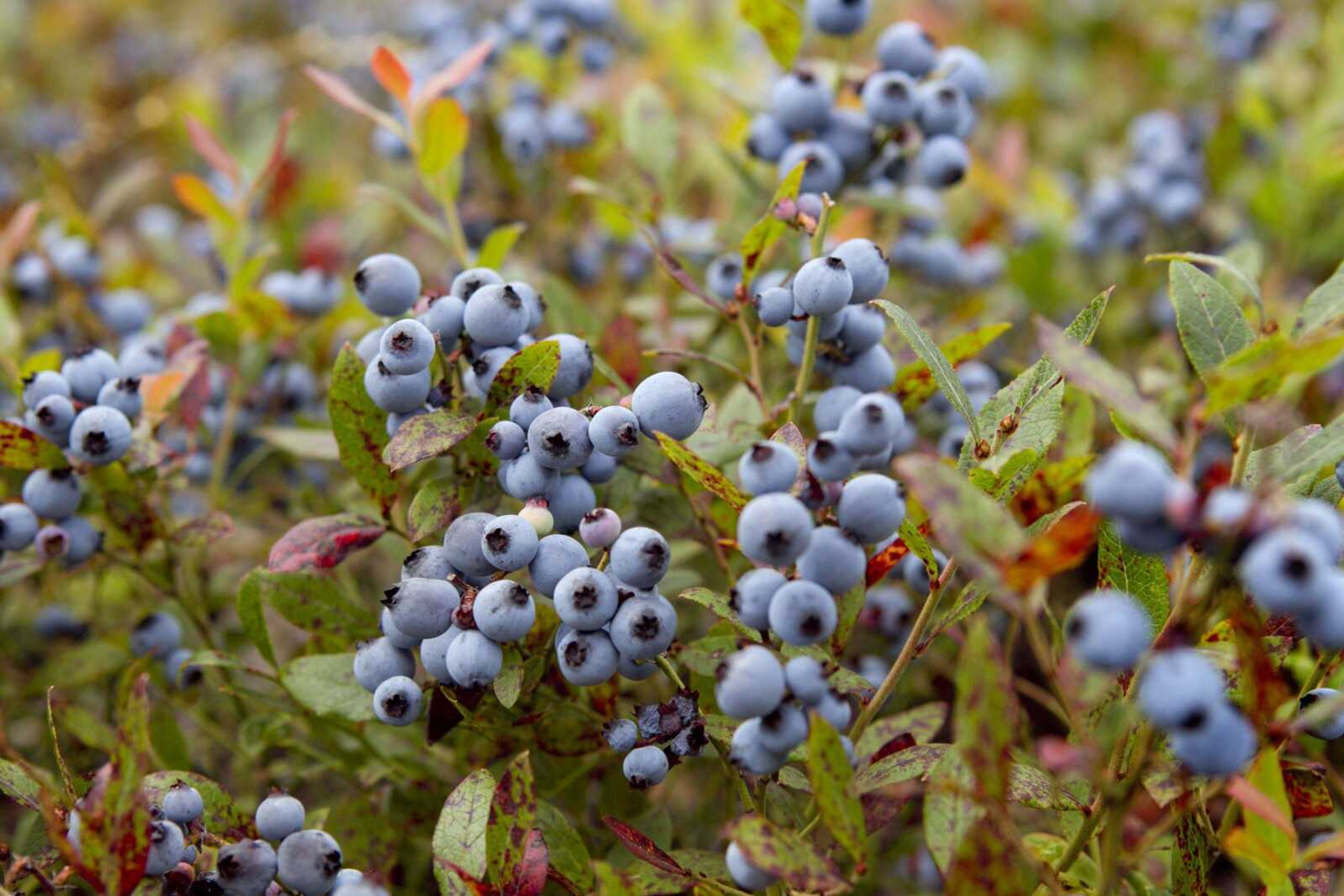 Wild blueberries await harvesting in Warren, Maine. Maine's congressional delegation said the U.S. Department of Agriculture has approved up to $10 million to purchase surplus Maine blueberries. The move should help farmers by stabilizing prices of the one of the state's most important crops. The fruit will be distributed to charitable groups such as food banks.