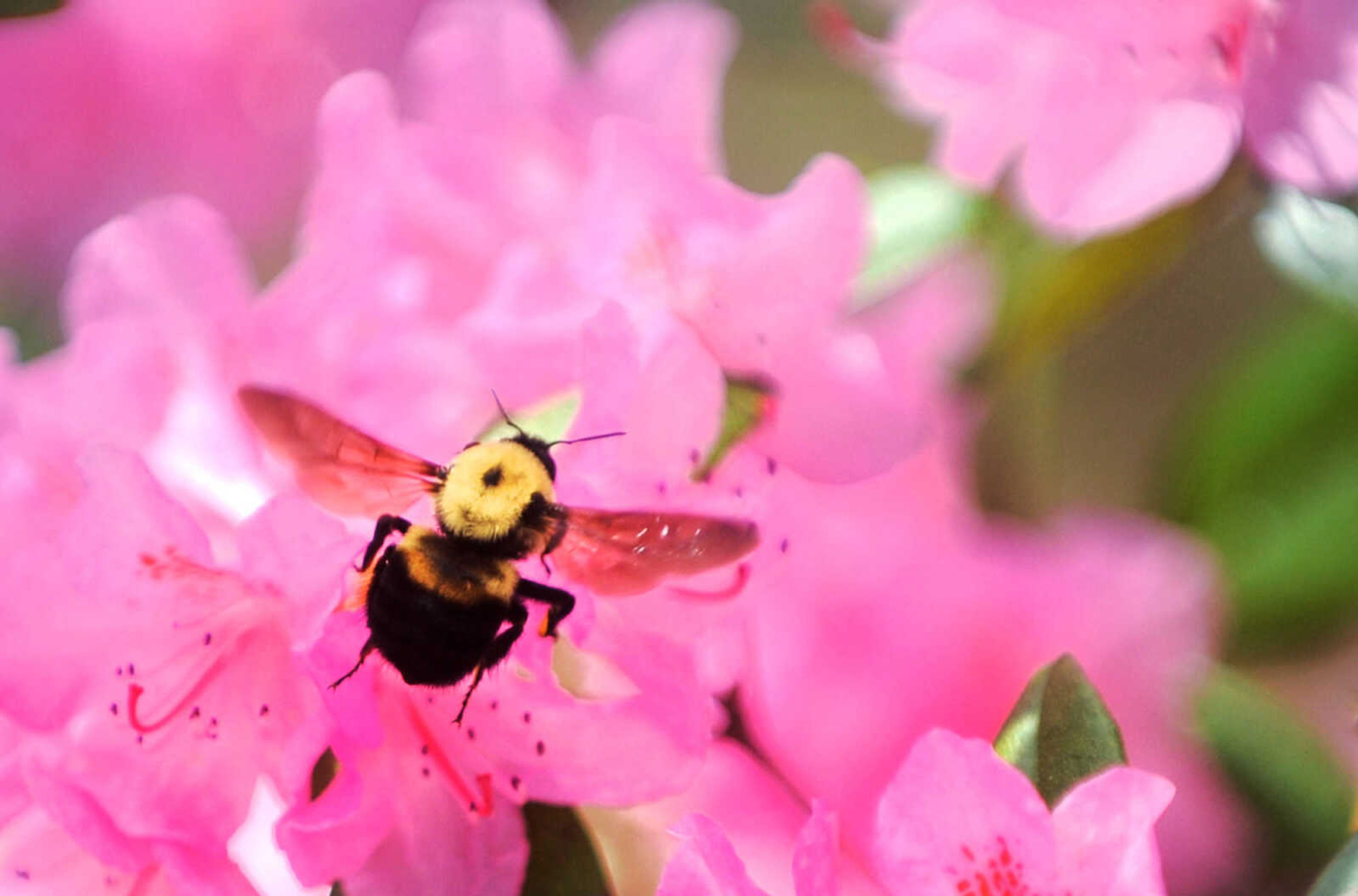 LAURA SIMON ~ lsimon@semissourian.com

Azaleas begin to bloom at Pinecrest Azalea Gardens, Thursday, April 16, 2015, in Oak Ridge, Missouri.