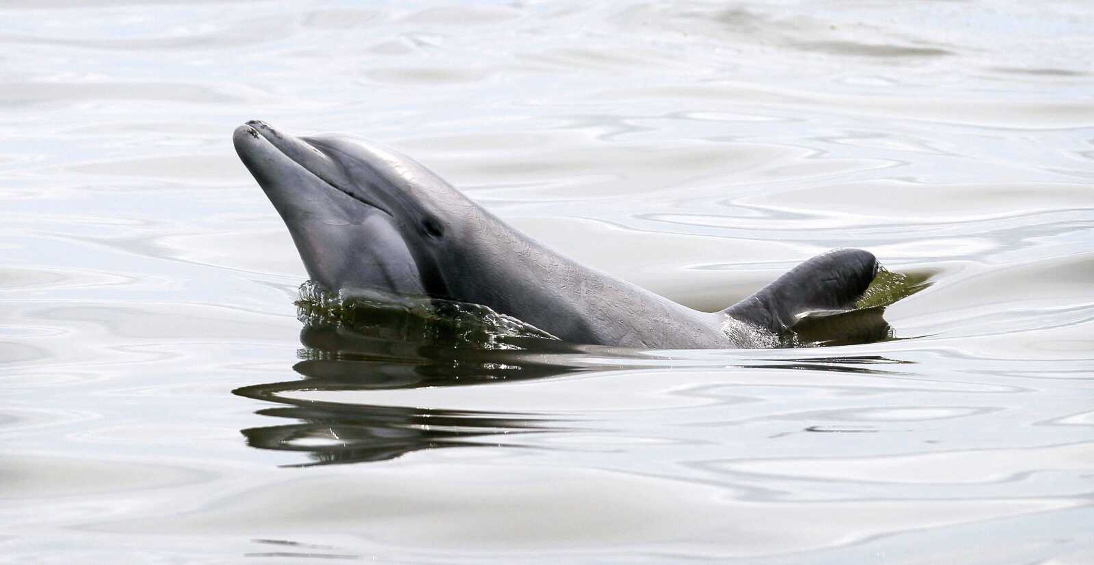 A dolphin swims in the Barataria Bay on Wednesday, near oil from the Deepwater Horizon spill near Grand Isle, La. (CHARLIE NEIBERGALL ~ Associated Press)