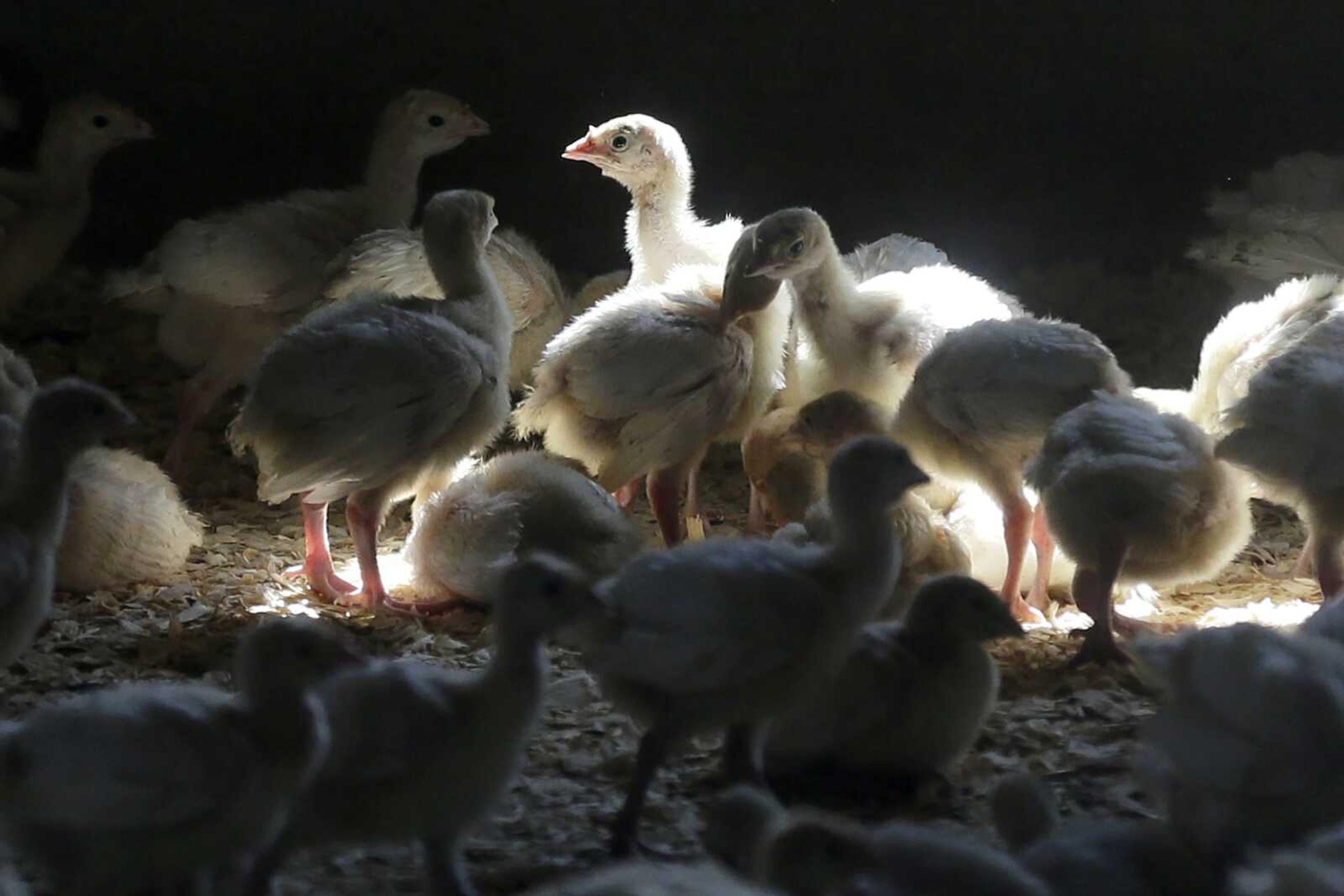 Turkeys stand in a barn Aug. 10, 2015, on a turkey farm near Manson, Iowa. When cases of bird flu are found on poultry farms officials act quickly to slaughter all the birds in that flock even when it numbers in the millions, but animal welfare groups say their methods are inhumane.