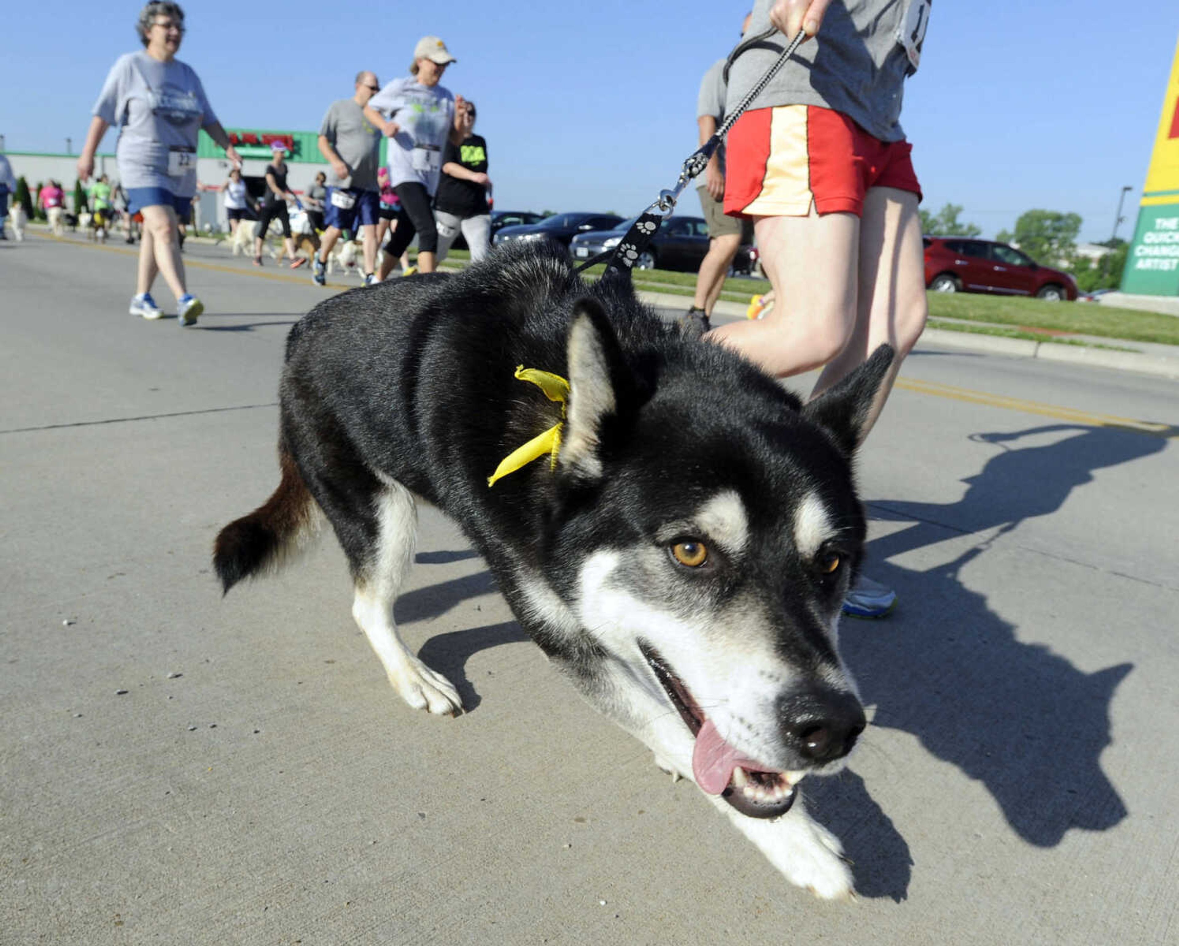 Furry 5K and one-mile Fun Walk Saturday, June 6, 2015 in Cape Girardeau.