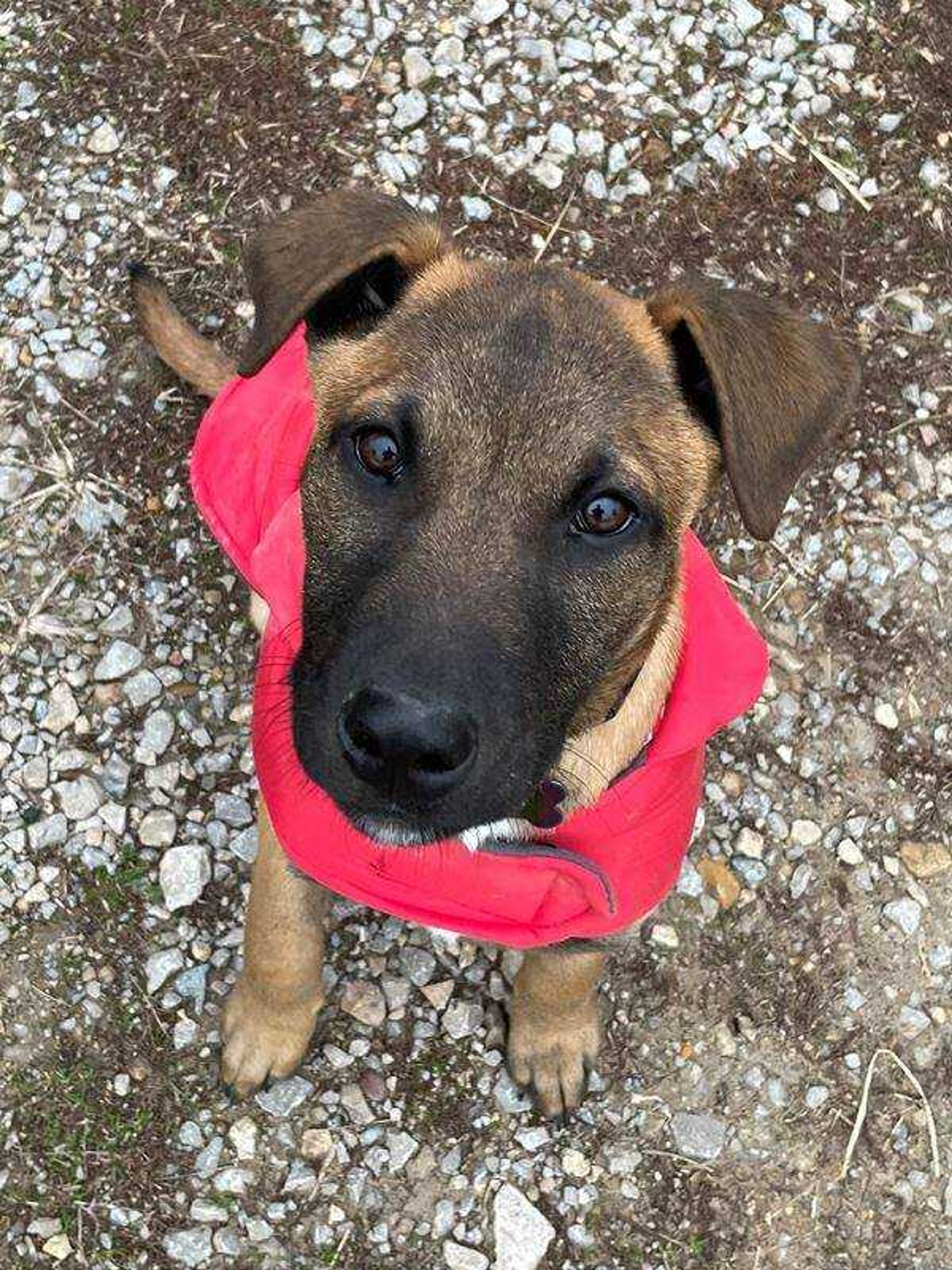 Marshall the Mutt's Rescue Day&nbsp; -&nbsp; Cape County's Cutest!