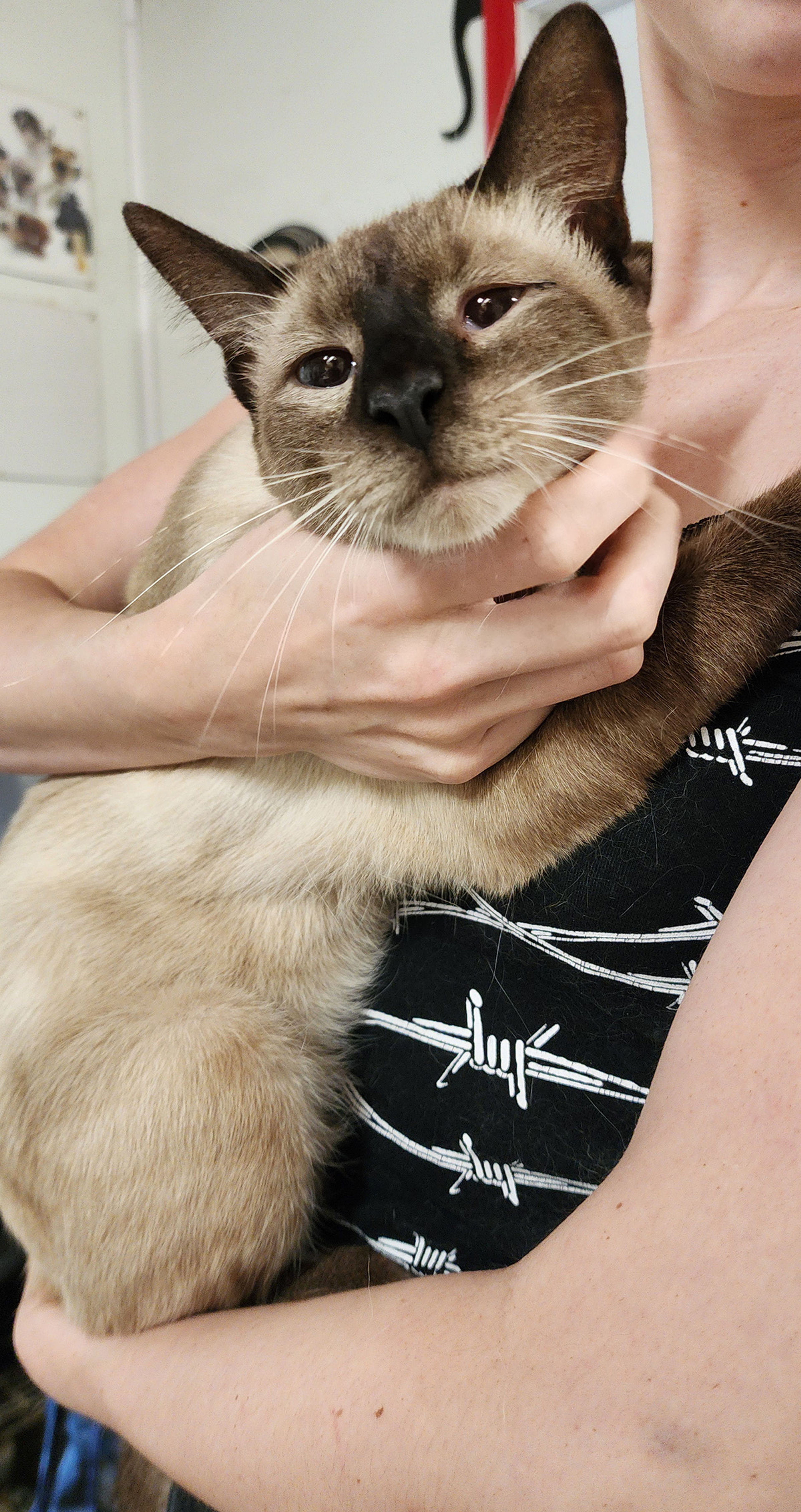 Kiwi is a young male Siamese who is very sweet. If you have room in your heart and home for Kiwi or any other pet, visit us at 359 Cree Lane near Jackson any weekday or weekend from 8 a.m. to noon. Visitors are always welcome to play with our pets.