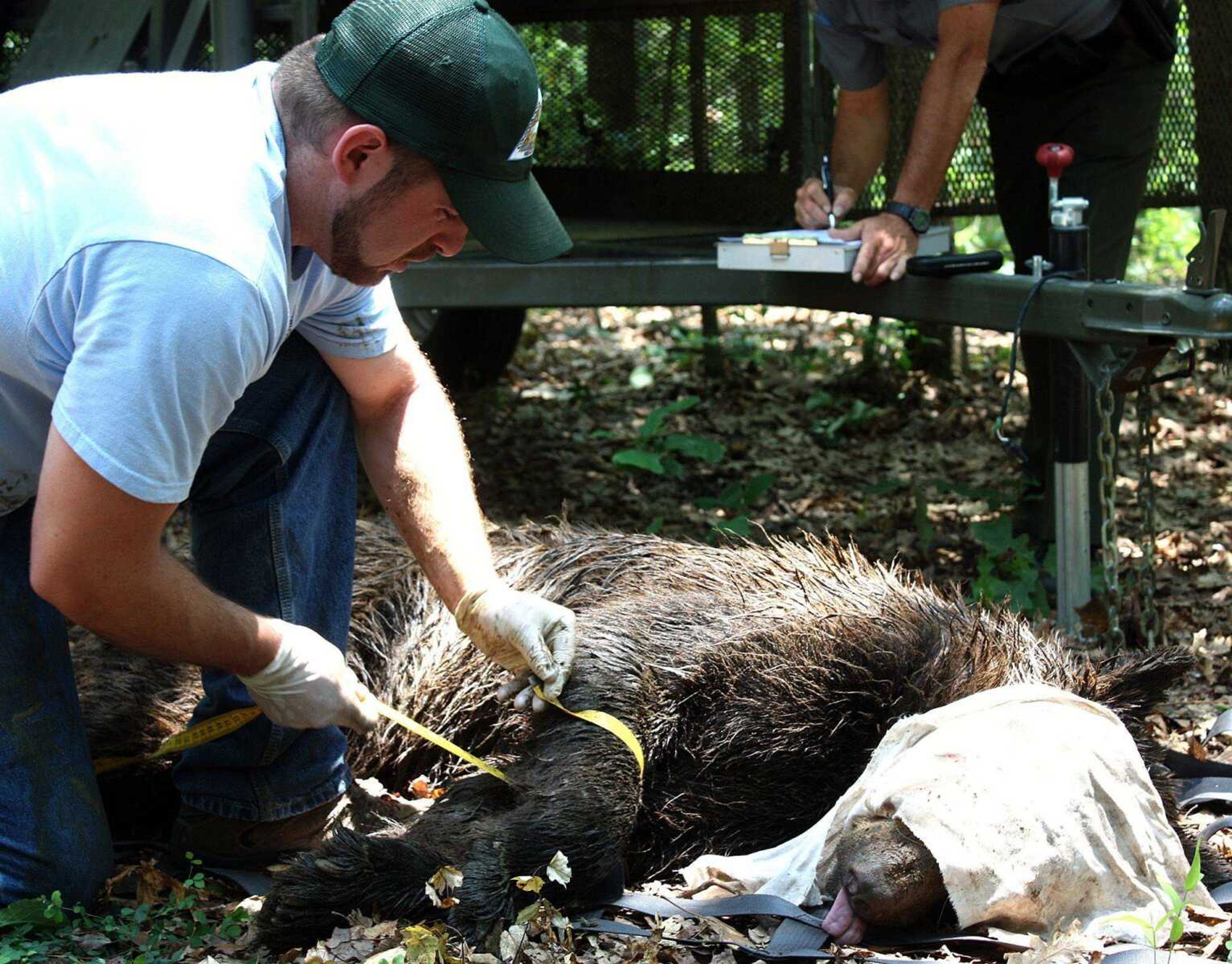 A 275-pound male black bear is measured June 14, 2011 as part of a three-year project with the Missouri Department of Conservation to determine the species' growing population in Missouri. (Callie Clark Miller)