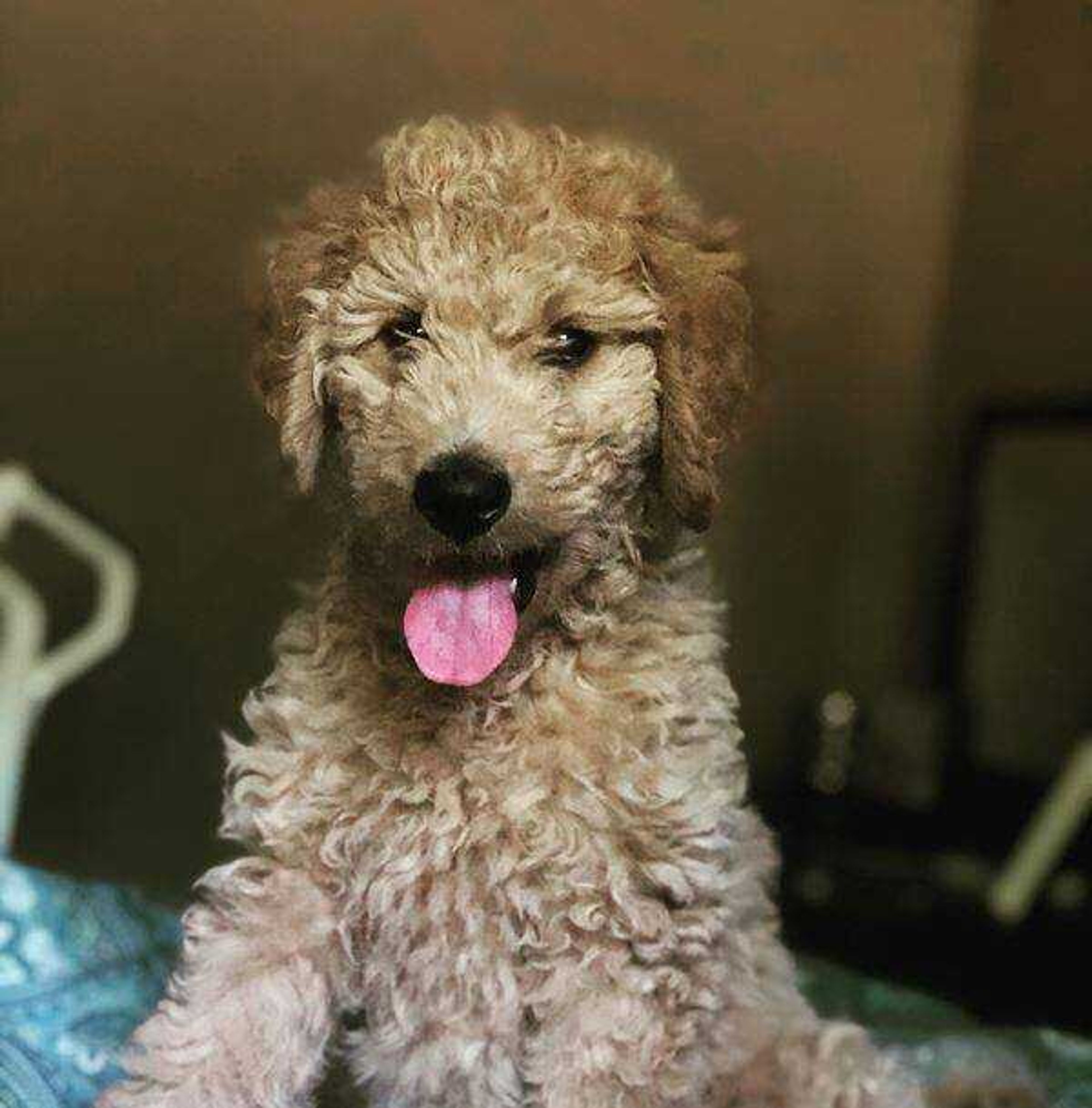 Lily the Goldendoodle&nbsp; -&nbsp; Lily the happy pup