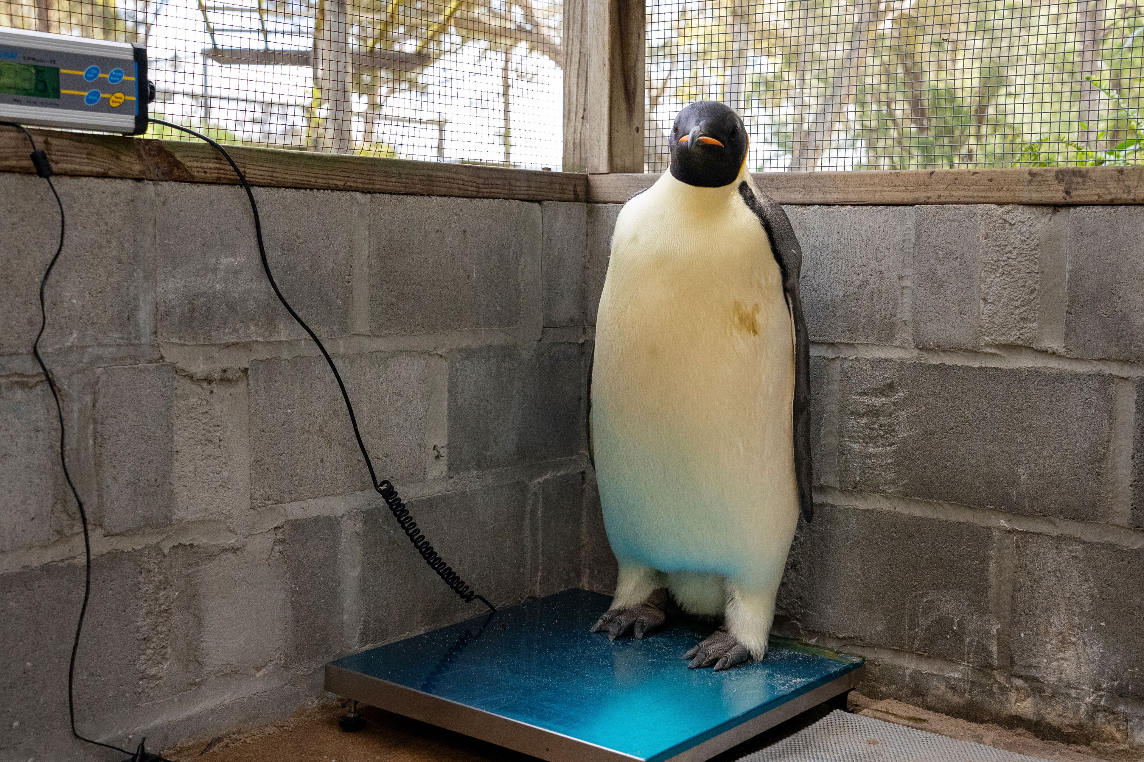 In this undated photo provided by the Department of Biodiversity, Conservation and Attractions, a male emperor penguin dubbed Gus, stands on a scale after being discovered on a beach near Denmark, Australia, on Nov. 1, 2024, thousands of kilometers from its normal habitat on Antarctica. (Miles Brotherson/DBCA via AP)