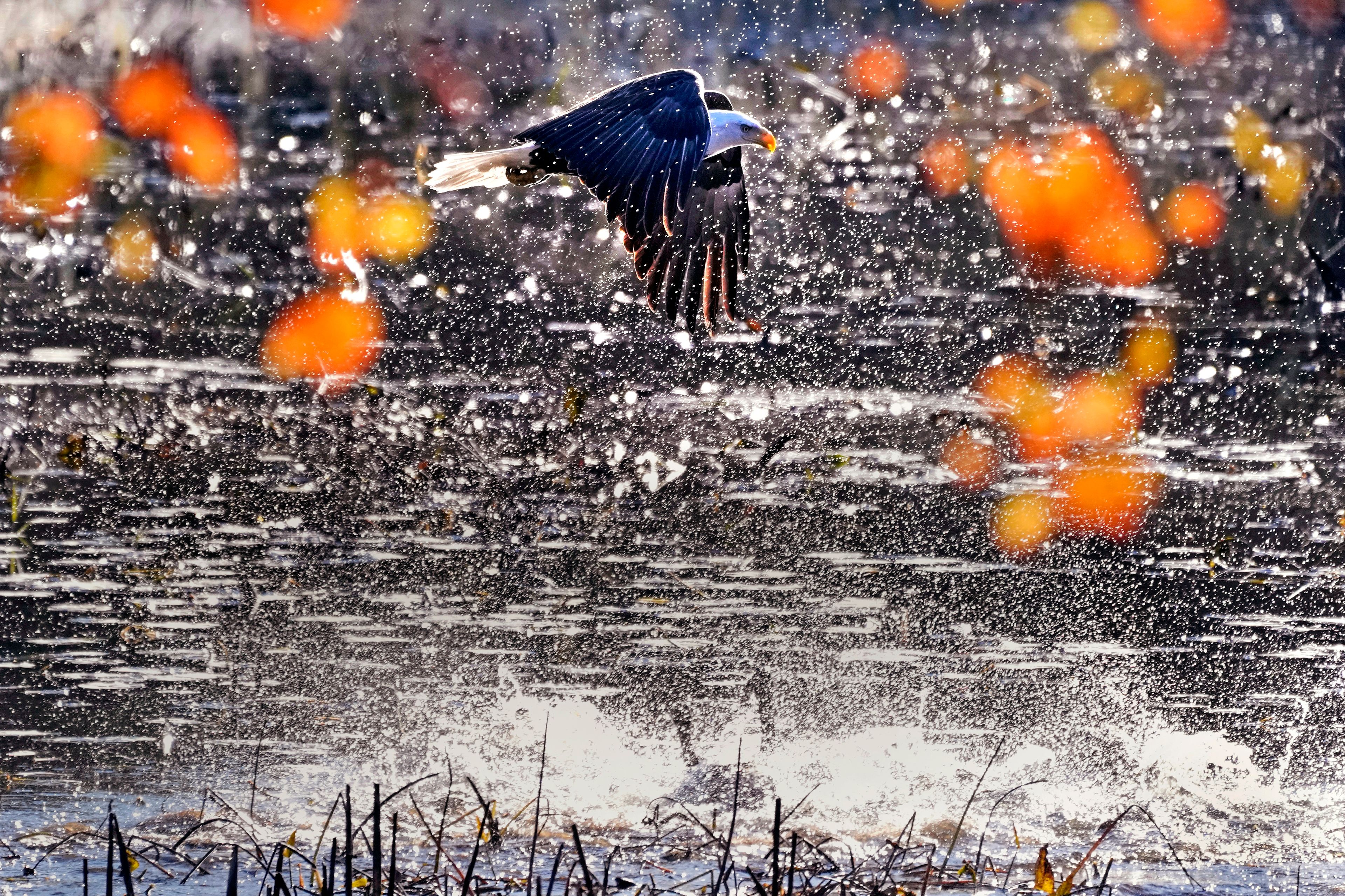 A bald eagle flying past autumn leaves startles a flock of ducks and geese floating on Adams Pond, Friday, Oct. 18, 2024, in East Derry, N.H. (AP Photo/Charles Krupa)