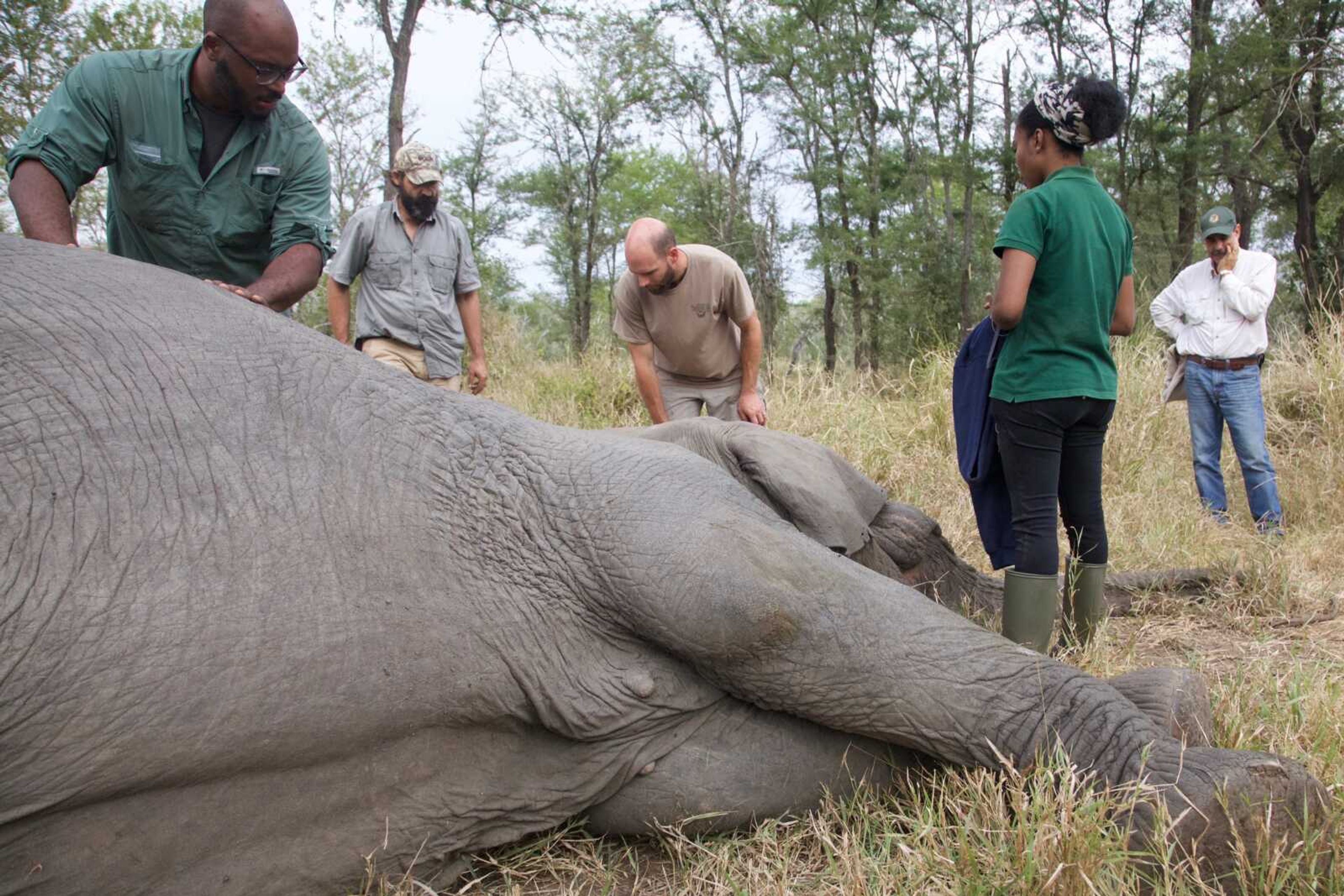 In this June 2018 photo, members of a research team, from left, Shane Campbell-Staton, Louis van Wyk, Ryan Long, Dominique GonâˆšÃŸalves, and Mike Pingo, monitor a tranquilized tuskless female elephant in Gorongosa National Park. In addition to collecting tissue samples for genomic analysis, the researchers fit the animals with GPS collars to monitor their movements, collect stool samples for diet analysis, and take measurements of their body conditions.