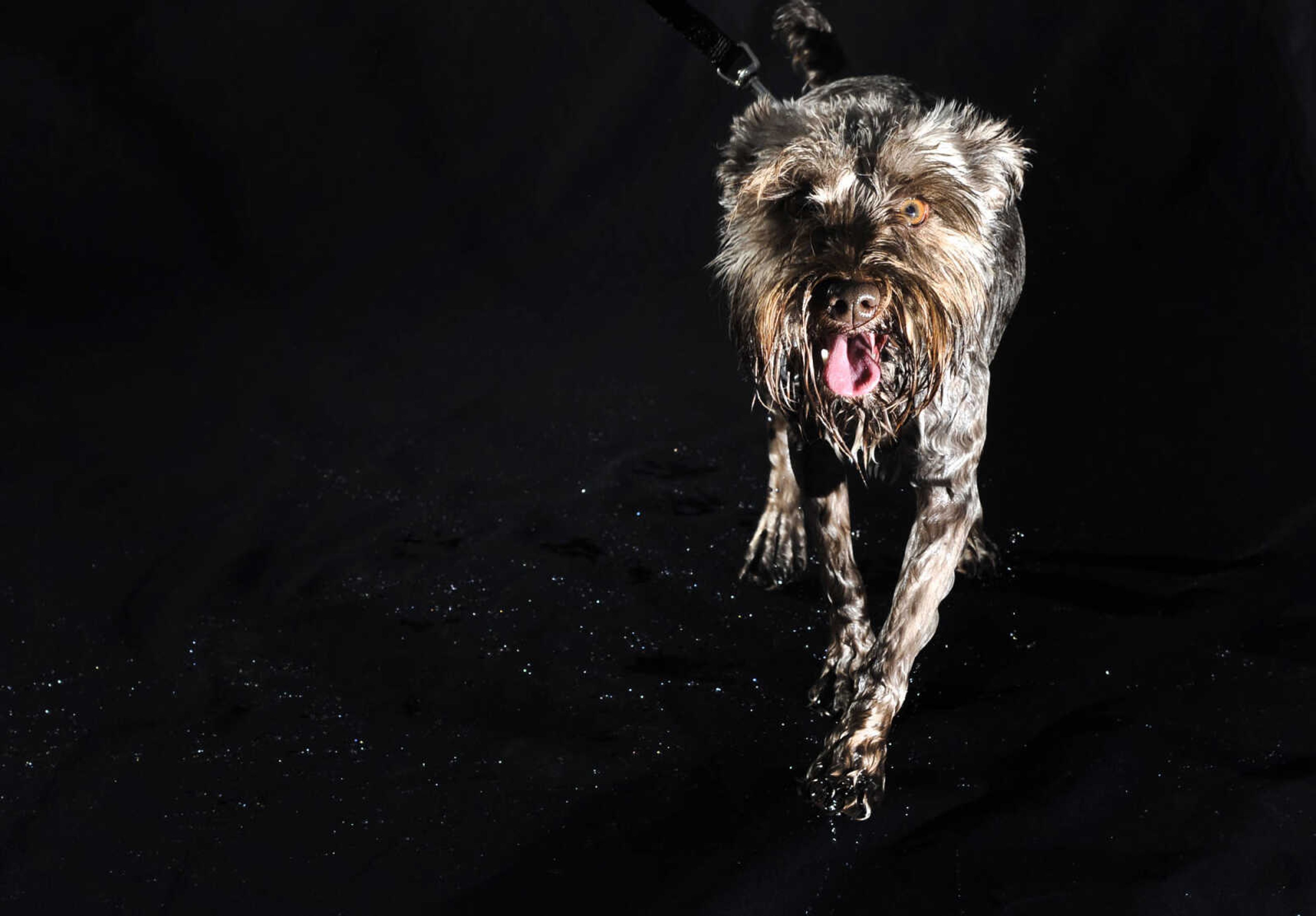 LAURA SIMON ~ lsimon@semissourian.com

Doggy Swim Day at Cape Splash, Sunday, Sept. 27, 2015, in Cape Girardeau. Leashed dogs got to swim and play in the lazy river and swimming pools with their owners. Proceeds from event benefit the Cape Girardeau Parks and Recreation Foundation.