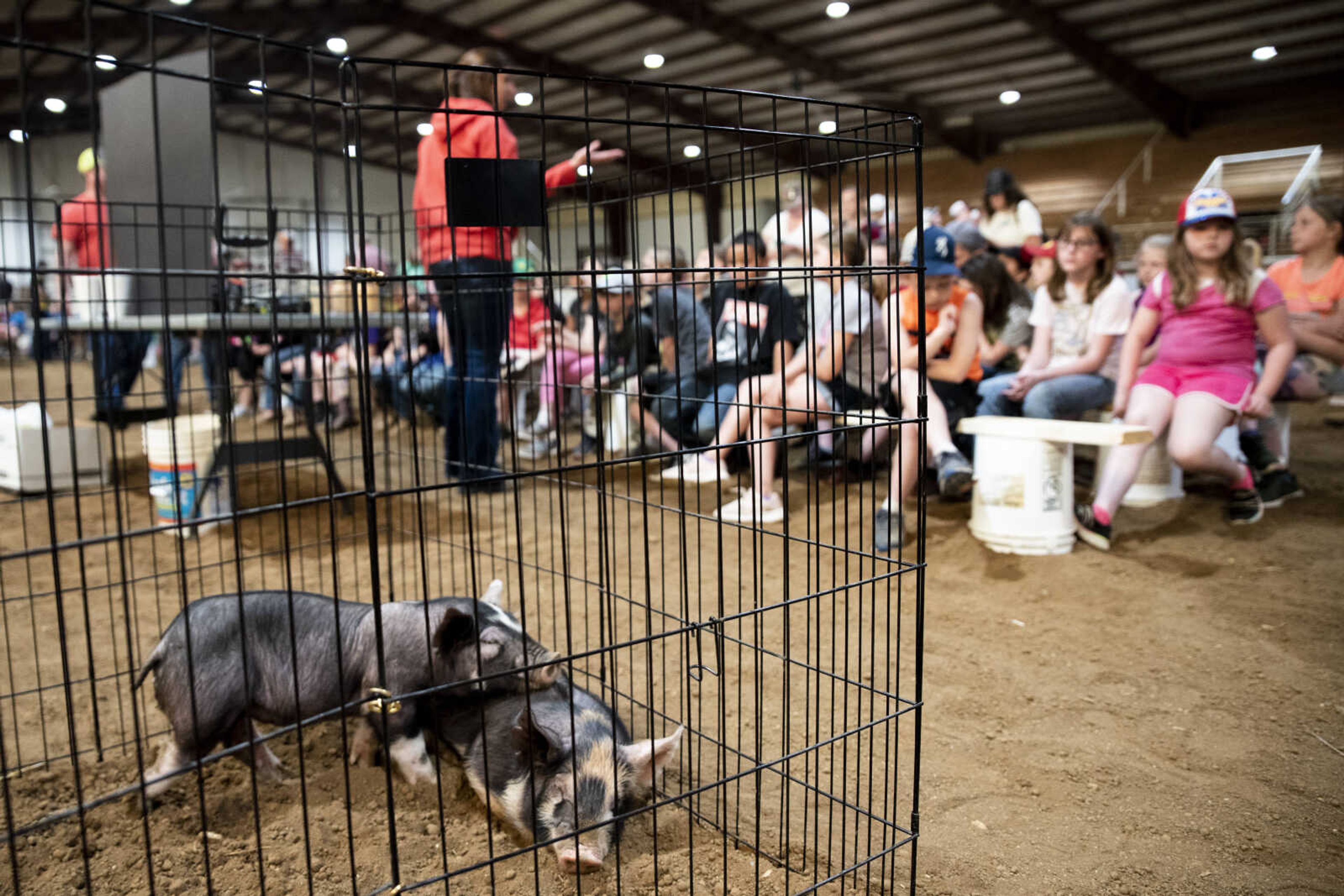 Young Berkshire pigs rest while a class learns about pork during the 24th annual Farm Day sponsored by the Southeast Missouri Cattlemen's Association at Flickerwood Arena Wednesday, April 24, 2019, in Jackson. Over 800 students attended Farm Day and learned about a variety of farm-related topics from forestry to soil conservation, as well as farm animals and honey bees.