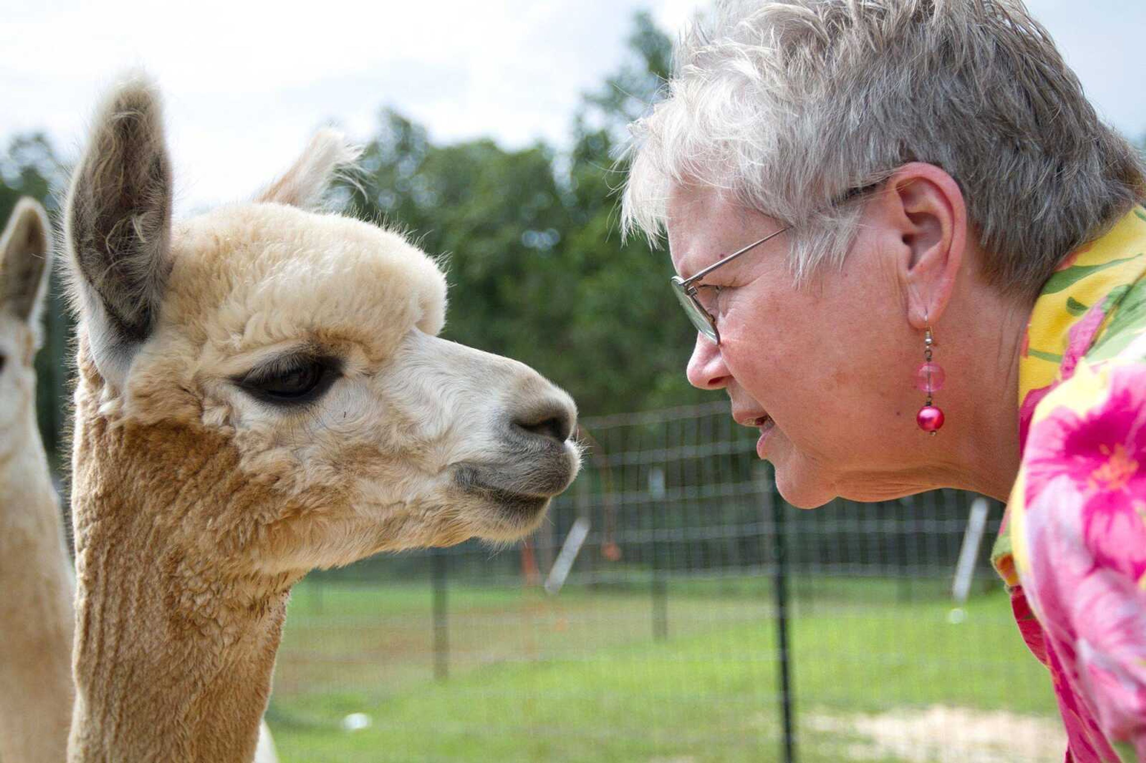 Jan Ward greets one of her alpacas at the fence on her Marble Hill, Missouri, farm Thursday. (GLENN LANDBERG)