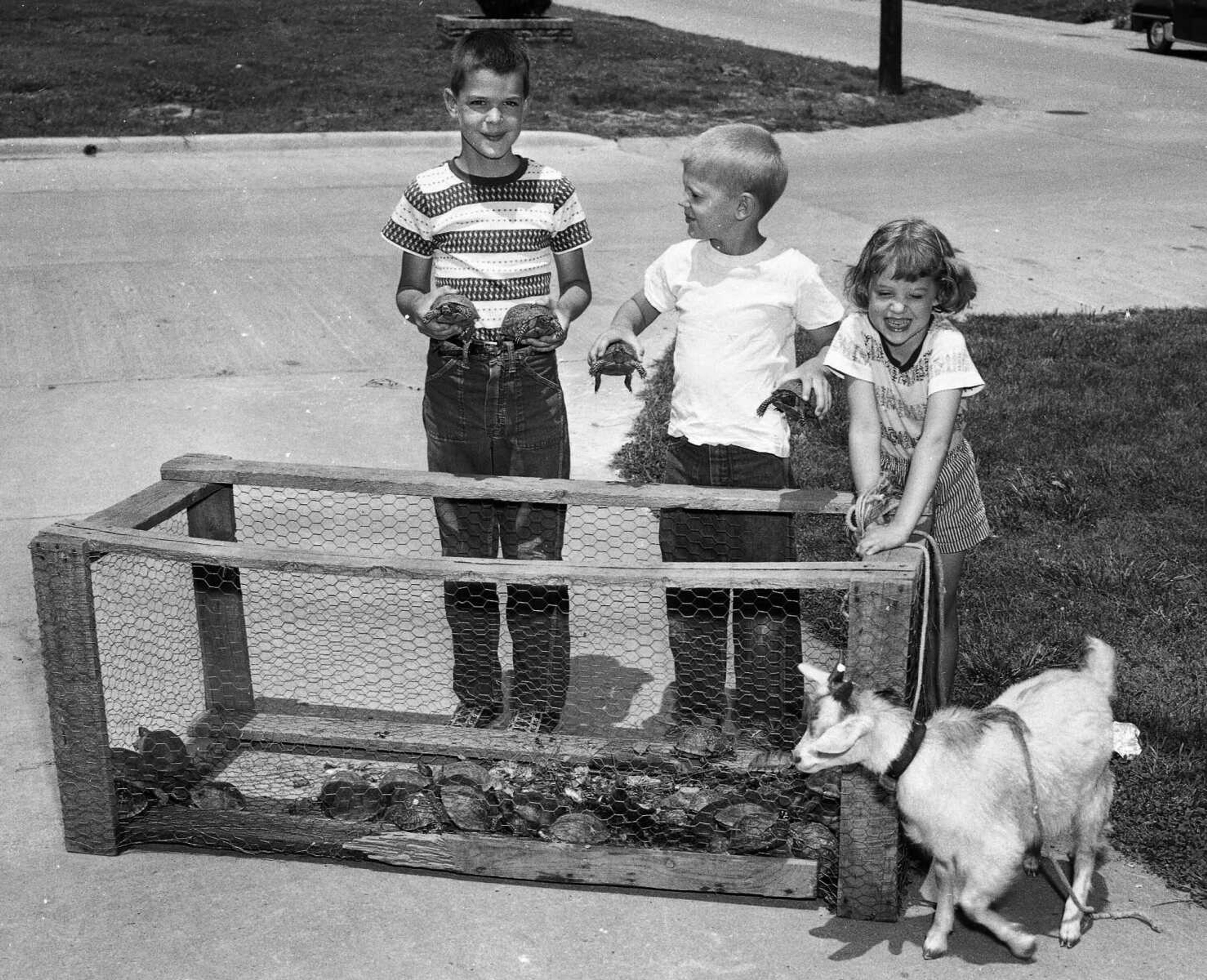 In June 1960, David Vogel (left), with the help of his brother, Mark, and sister, Ann, displayed a collection of 47 terrapins they captured in the vicinity of their home, 1446 Price Dr. The goat's name was "Billy." The youngsters were children of Mr. and Mrs. Melvin Vogel. (G.D. Fronabarger ~ Southeast Missourian archive)