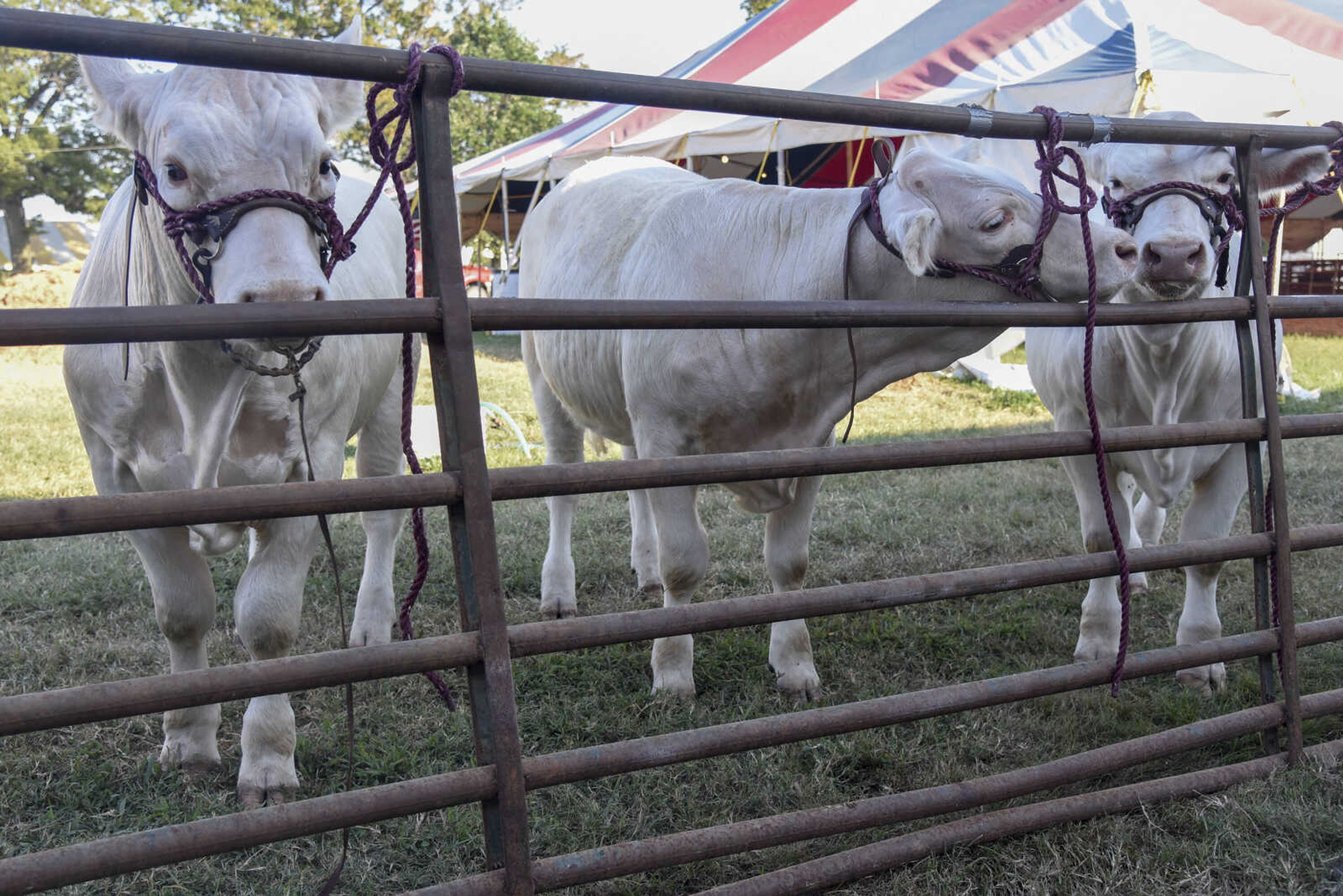 Cows line up before judging commences during the SEMO District Fair Wednesday, Sept. 15, 2021 in Cape Girardeau.