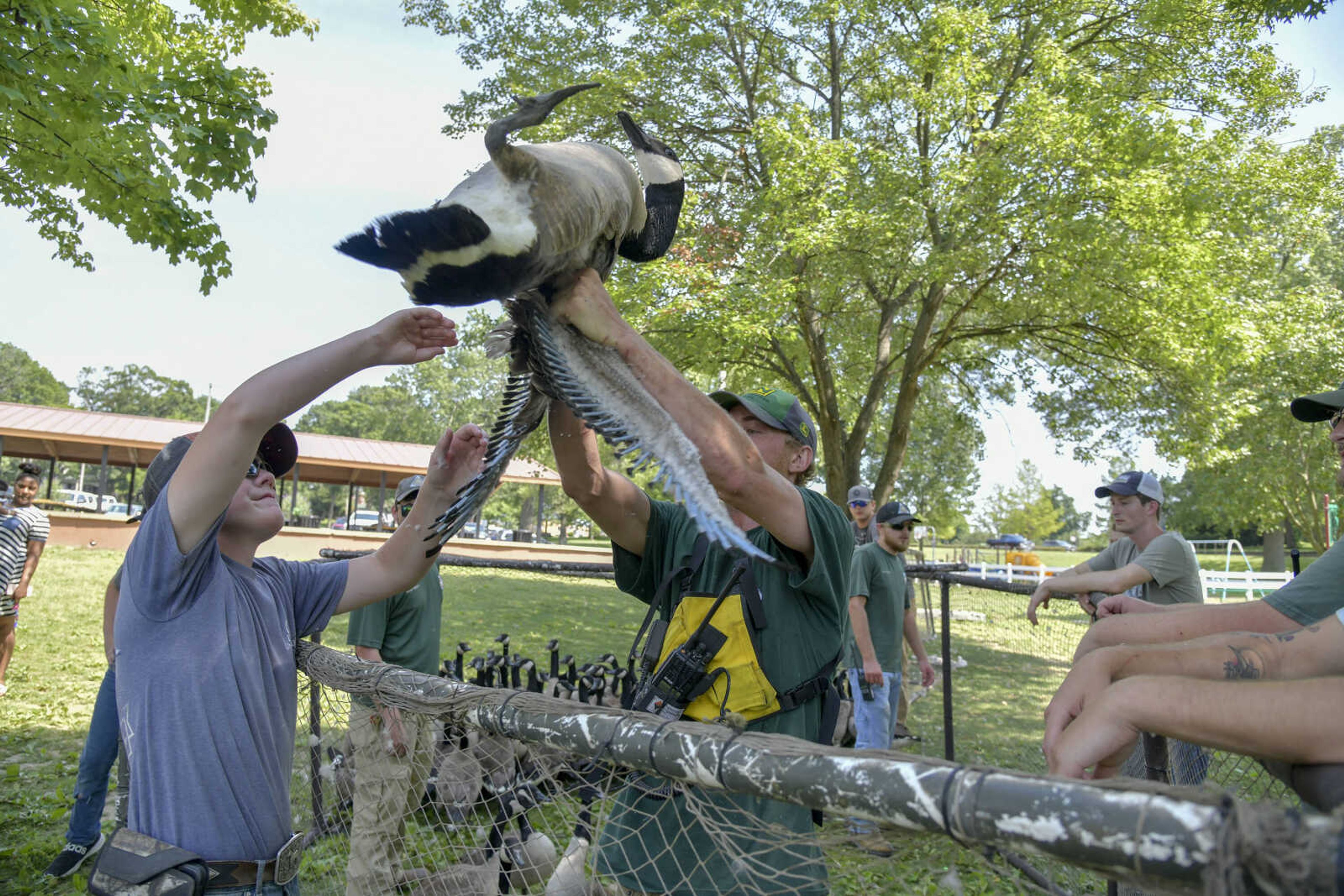 Missouri Department of Conservation employees and volunteers pick up Canada geese from an enclosure at Capaha Park before the animals are inspected, tagged and released on Thursday, June 17, 2021.