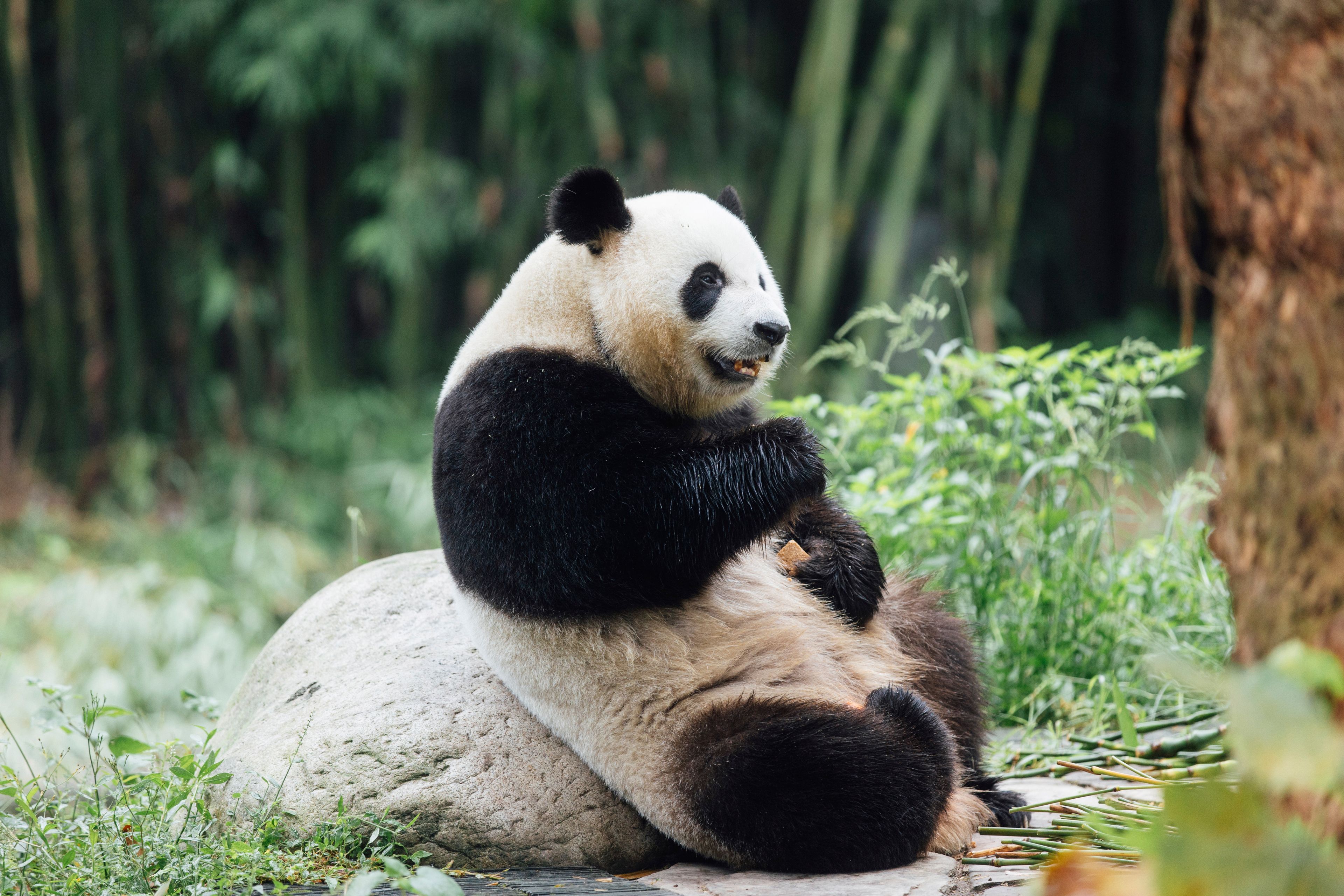 In this photo released by Ocean Park Hong Kong, Giant Panda Ke Ke is seen at the Dujiangyan Base of the China Conservation and Research Centre for the Giant Panda in southwestern China's Sichuan province, in September 2024. (Ocean Park Hong Kong via AP)