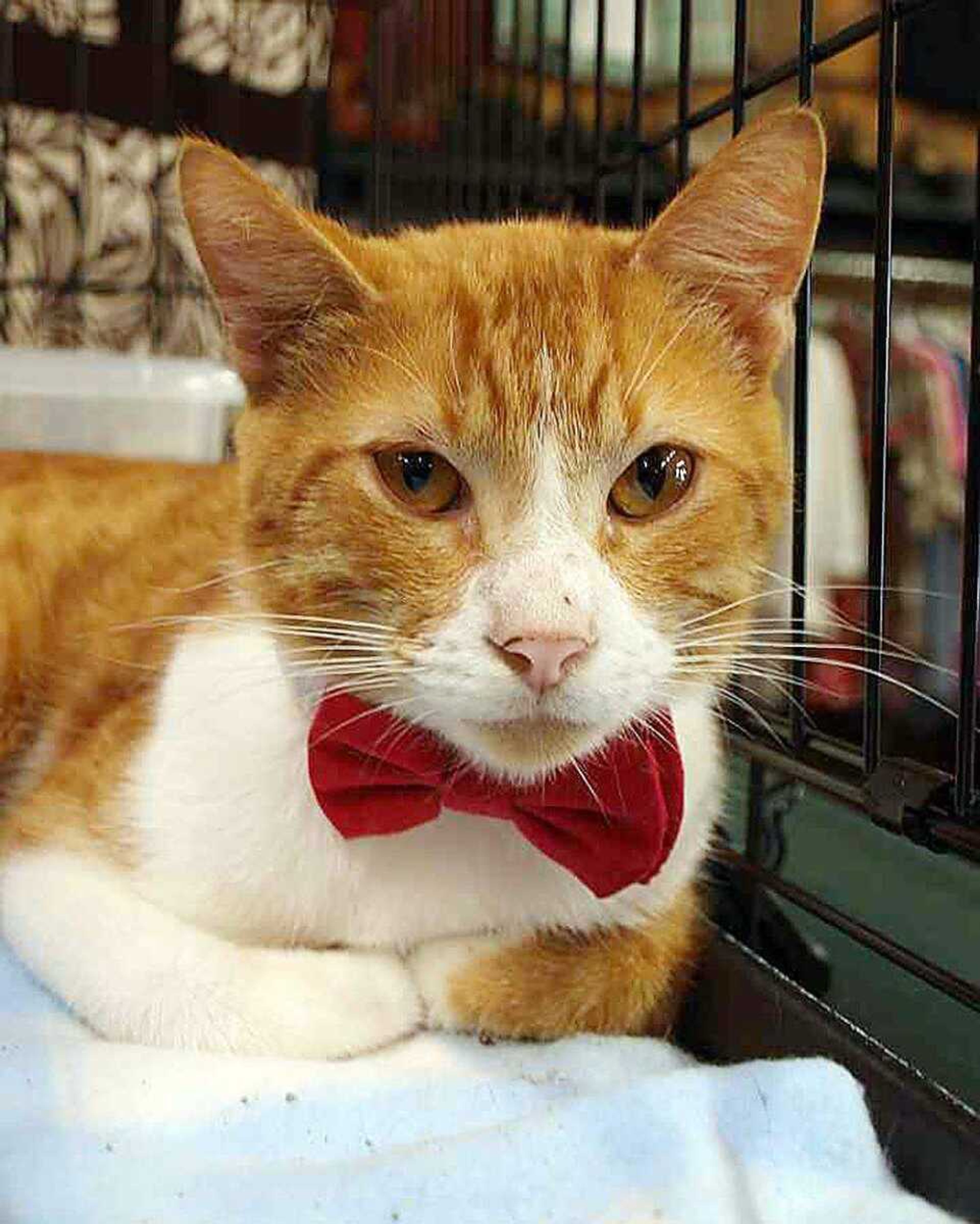 Thunder craves attention and loves to be petted. He is an affectionate fellow. This handsome kitty wears a bowtie in his picture to show off his quirky personality. For more information about Thunder, contact Safe Harbor Animal Sanctuary at 243-9823.