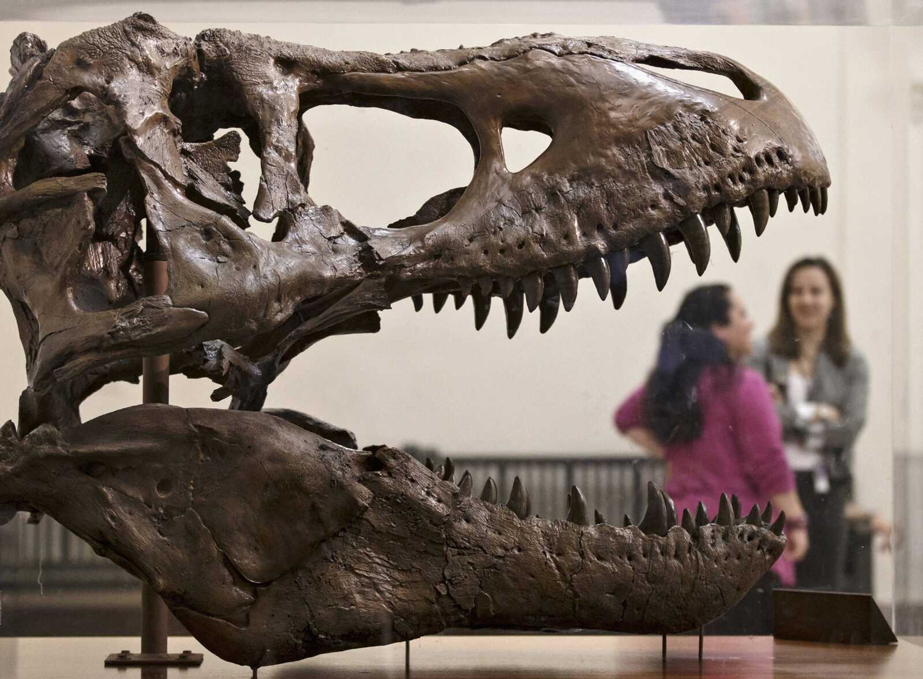 FILE - In this April 15, 2014 file photo, a cast of a Tyrannosaurus rex discovered in Montana greets visitors as they enter the Smithsonian Museum of Natural History in Washington. Tyrannosaurus Rex and his buddies are on the move as a new study proposes a massive shake up of the dinosaur family tree. A new study that looks at more than 450 characteristics of 75 dinosaur species proposes a different evolutionary history of dinosaurs, moves the theropods such as T. Rex to a new branch of the family tree and even suggests a bit earlier and more northerly origins for dinosaurs. (AP Photo/J. Scott Applewhite, File)