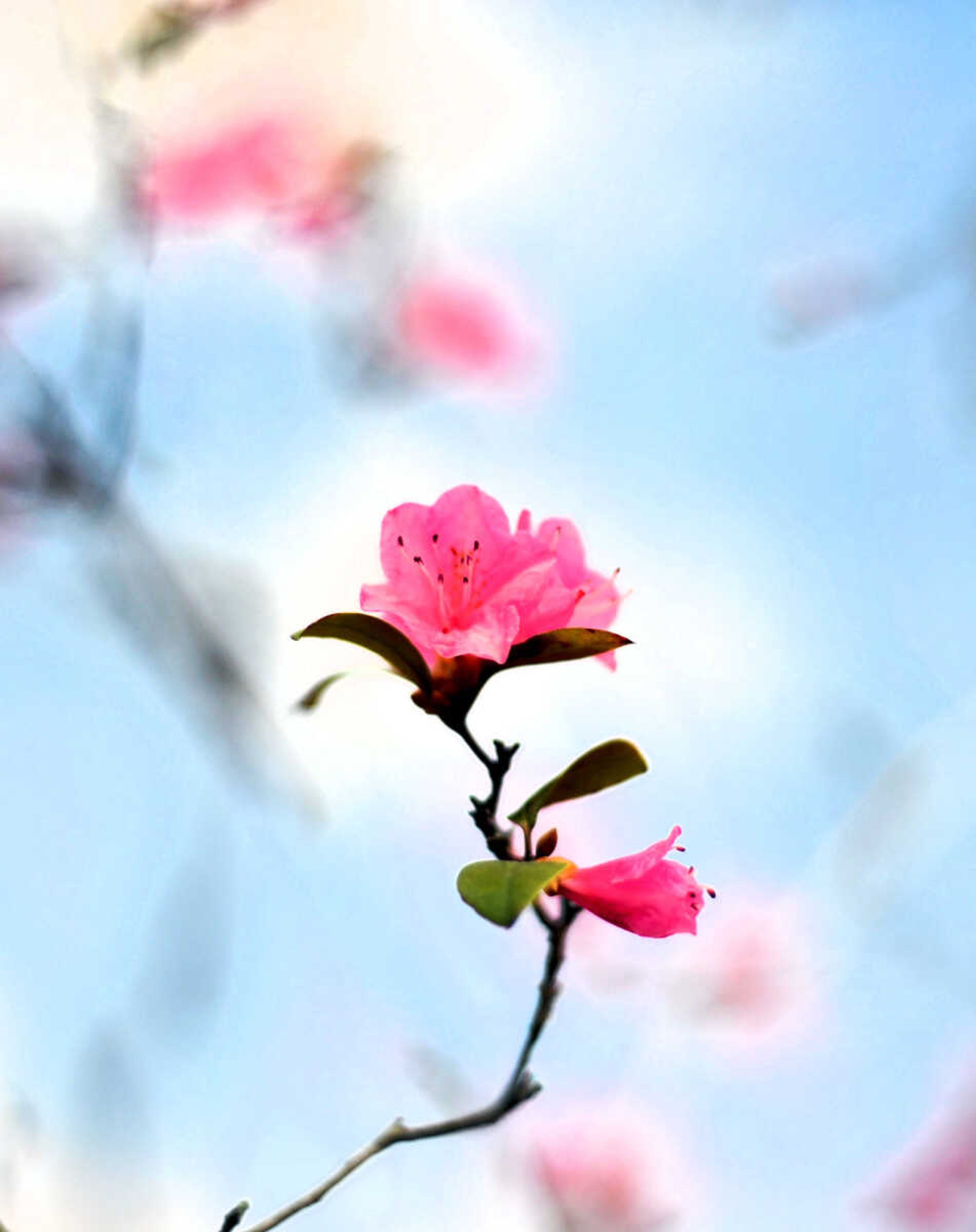 LAURA SIMON ~ lsimon@semissourian.com

Pinecrest Azalea Gardens, Thursday, April 16, 2015, in Oak Ridge, Missouri.