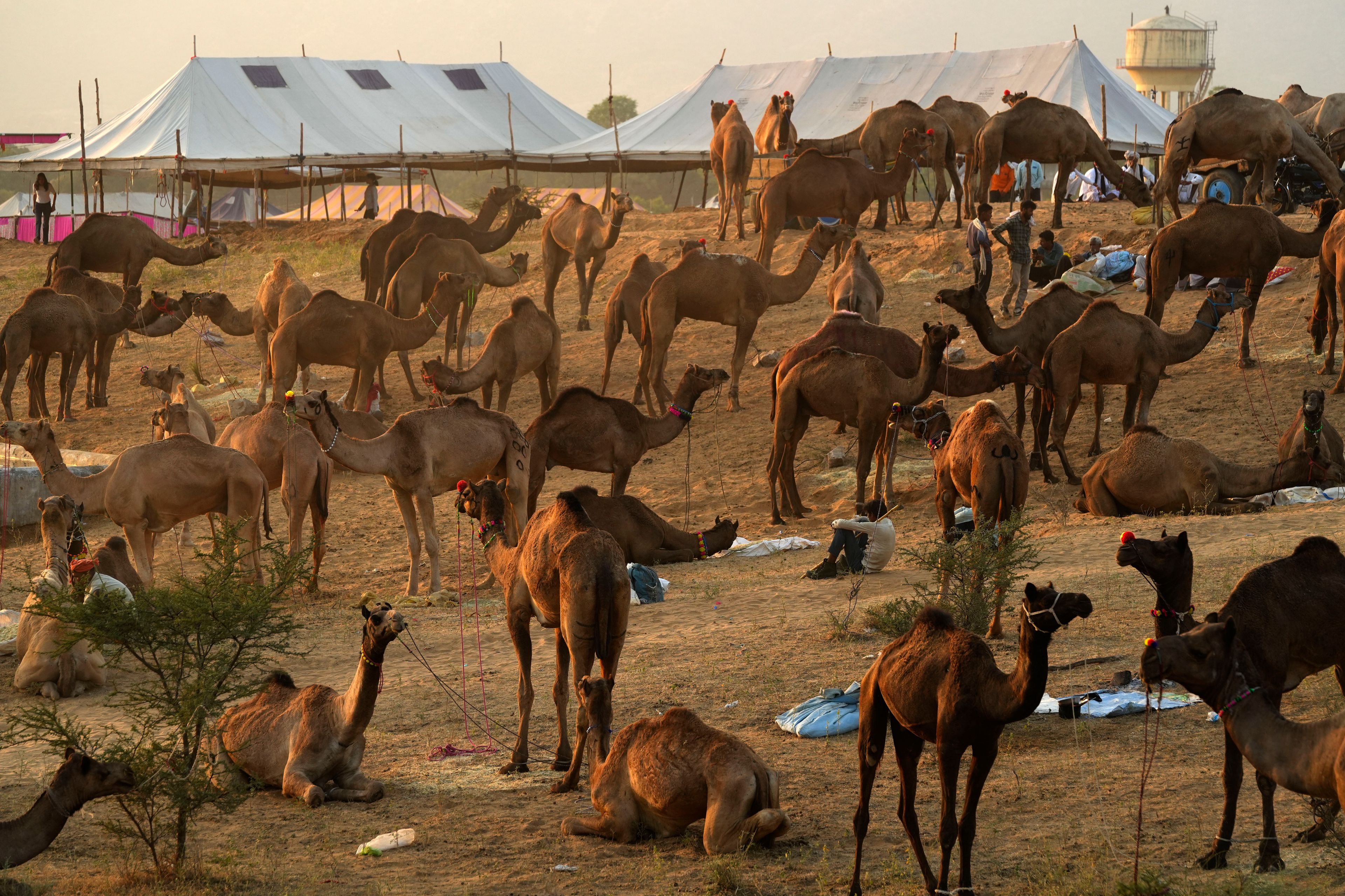 Herders wait with their camels for prospective buyers at a camel fair in Pushkar, in the northwestern Indian state of Rajasthan, Wednesday, Nov. 6, 2024. (AP Photo/Deepak Sharma)