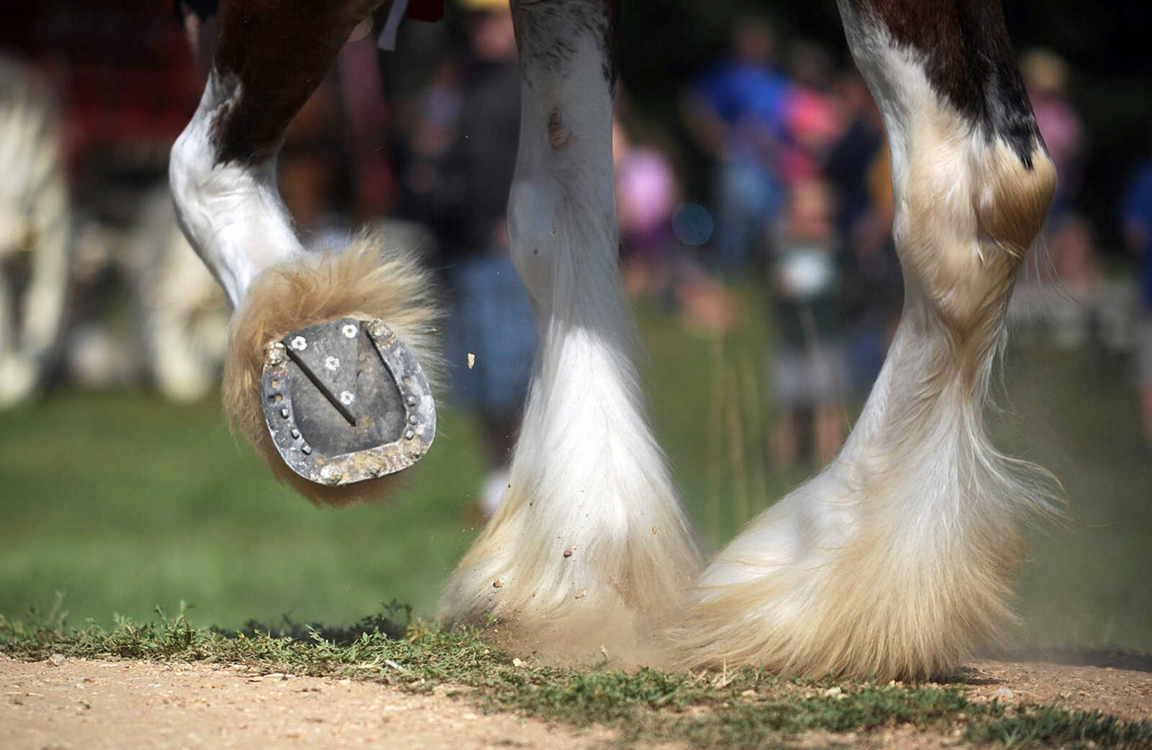 LAURA SIMON ~ lsimon@semissourian.com

The Budweiser Clydesdales make an appearance at The Hope Theraputic Horsemanship Center in Perryville, Missouri, Friday, June 20, 2014.