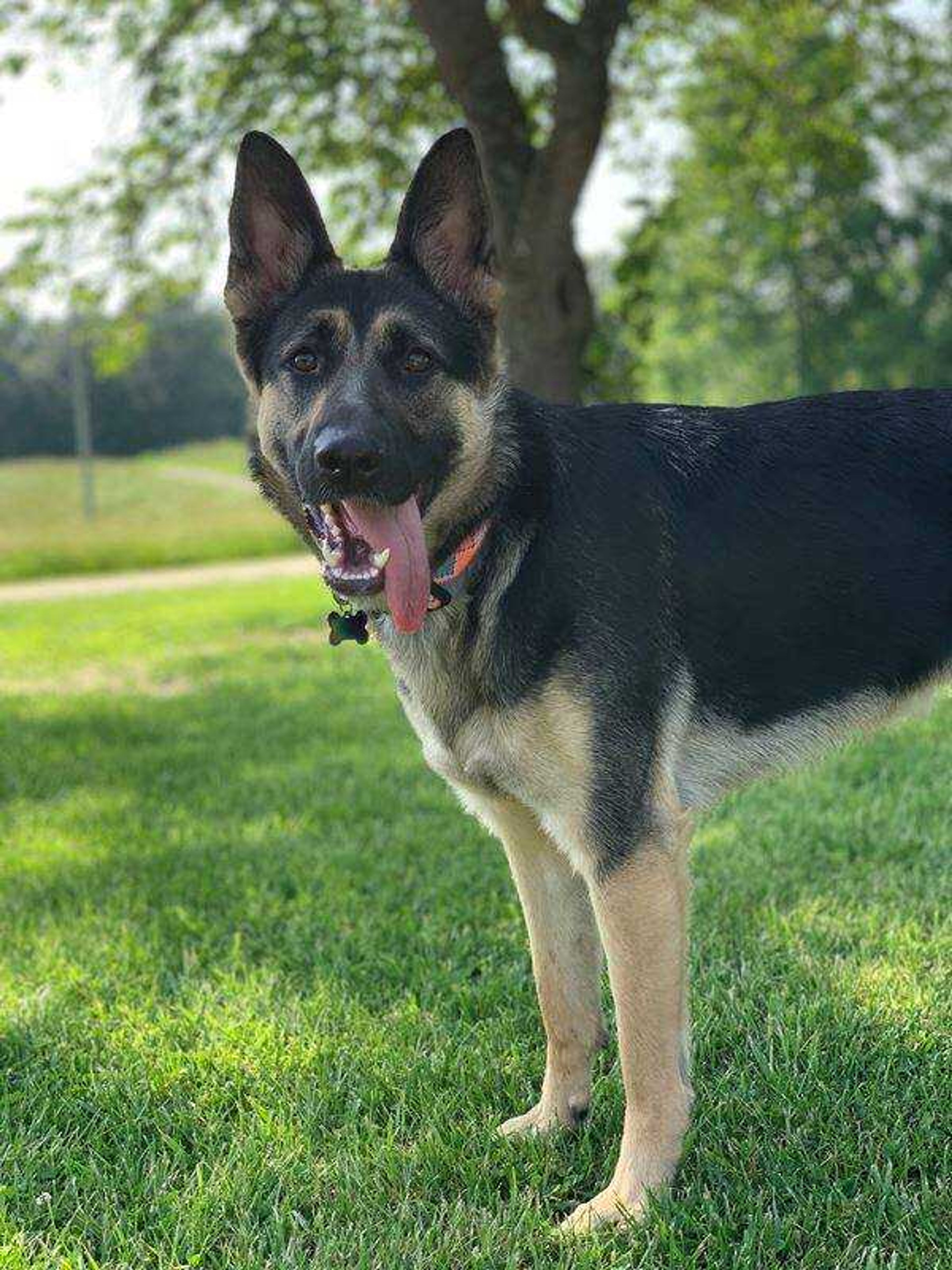 Scout - Hi! My name is Scout and I've got a big bark with a big personality to match! If I'm not digging holes and chasing squirrels, then you can find me on the couch snuggled up with my mom and dad.