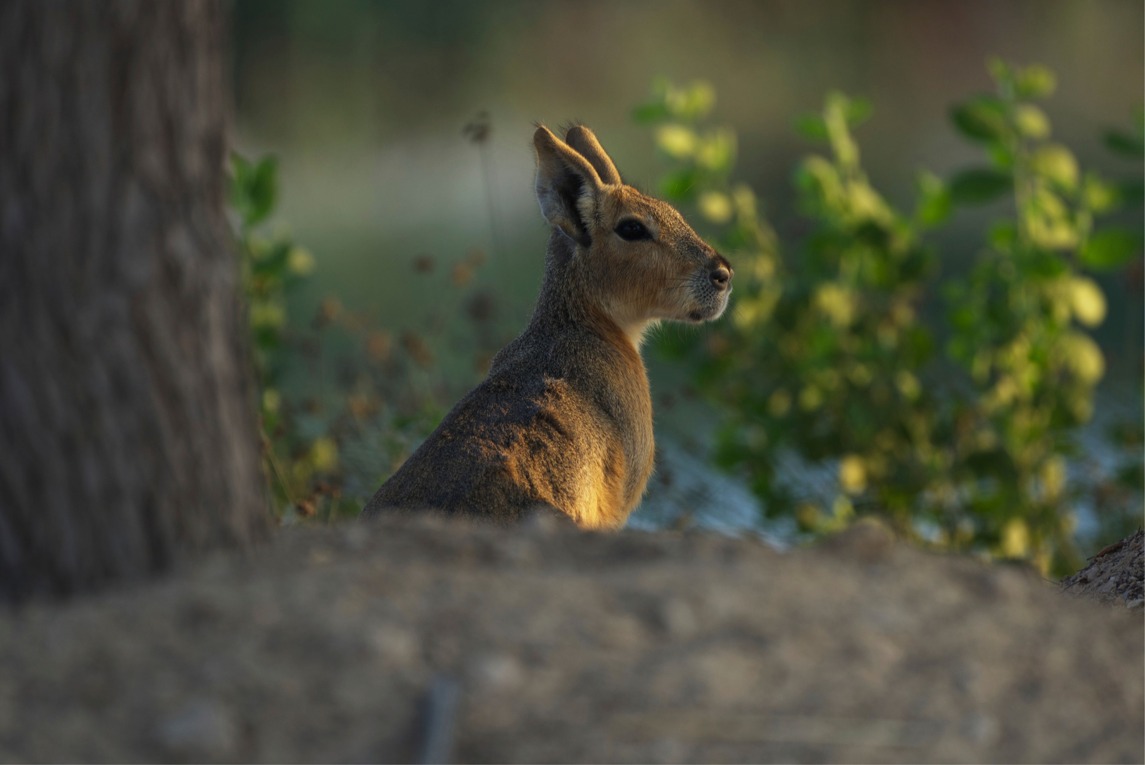 A Patagonia mara is seen at Al Qudra Lakes in Dubai, United Arab Emirates, Thursday, Nov. 21, 2024. (AP Photo/Jon Gambrell)