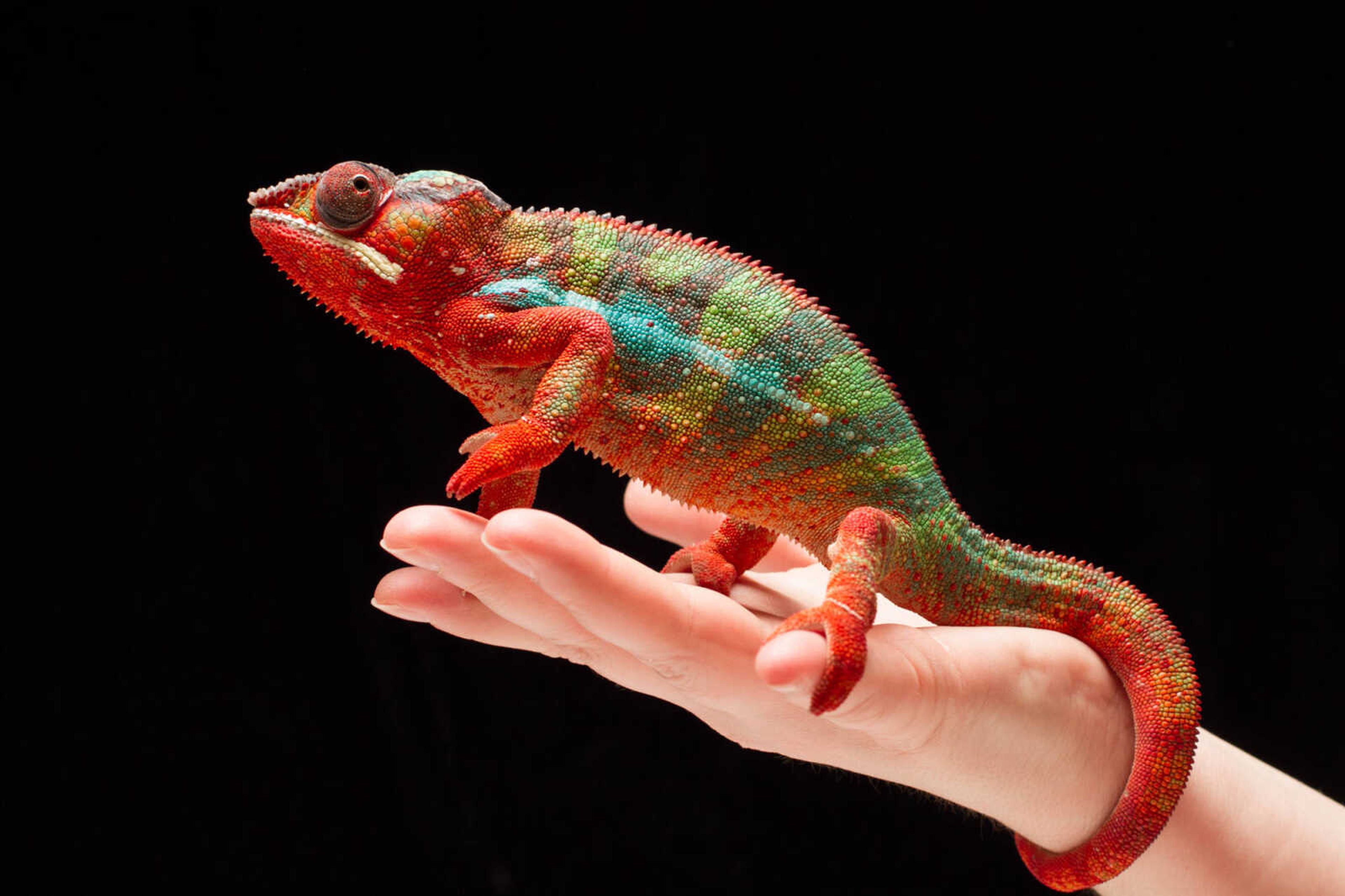 GLENN LANDBERG ~ glandberg@semissourian.com

Apollo, a male panther chameleon.