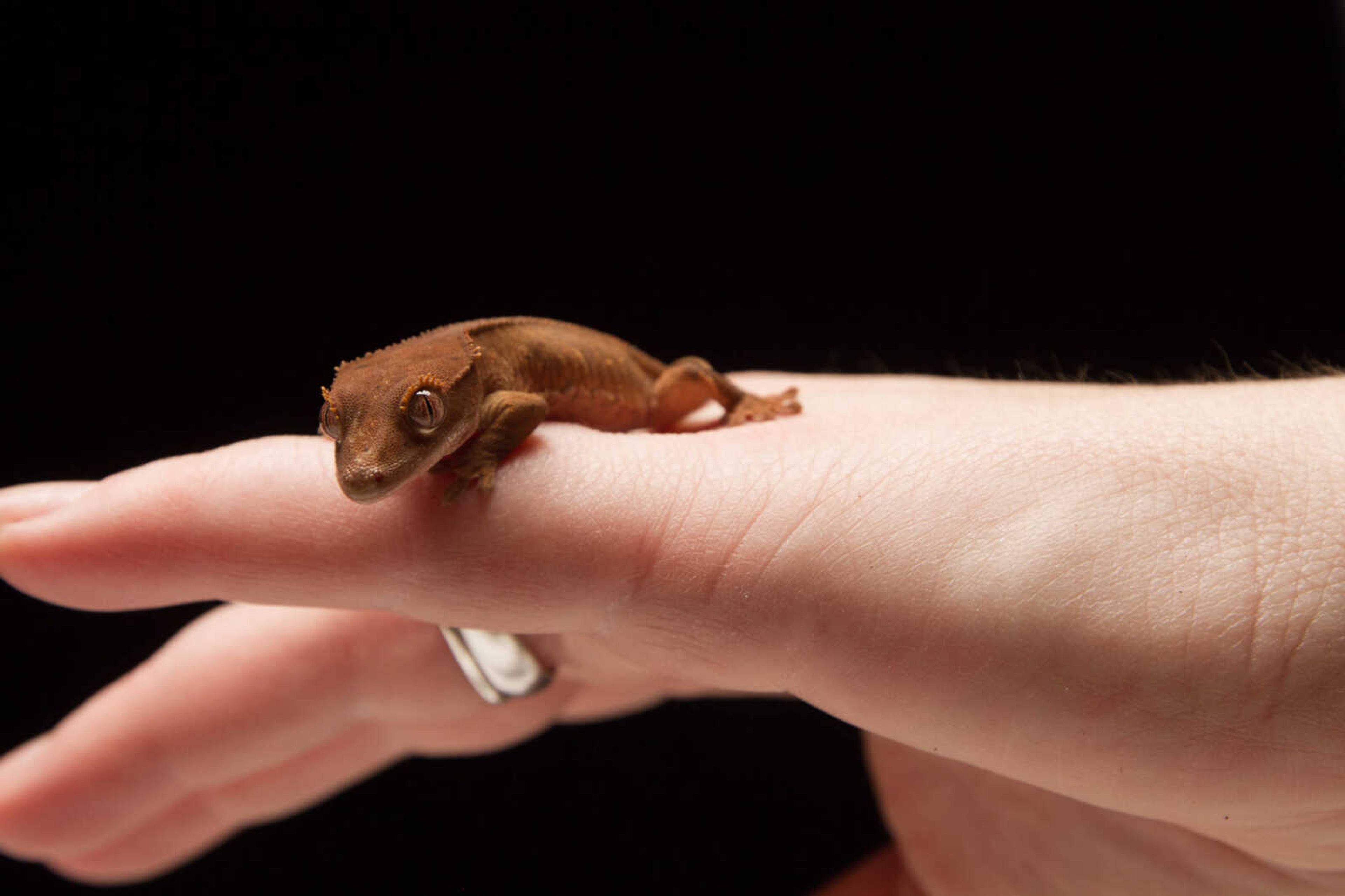 GLENN LANDBERG ~ glandberg@semissourian.com

Corey, a male crested gecko.