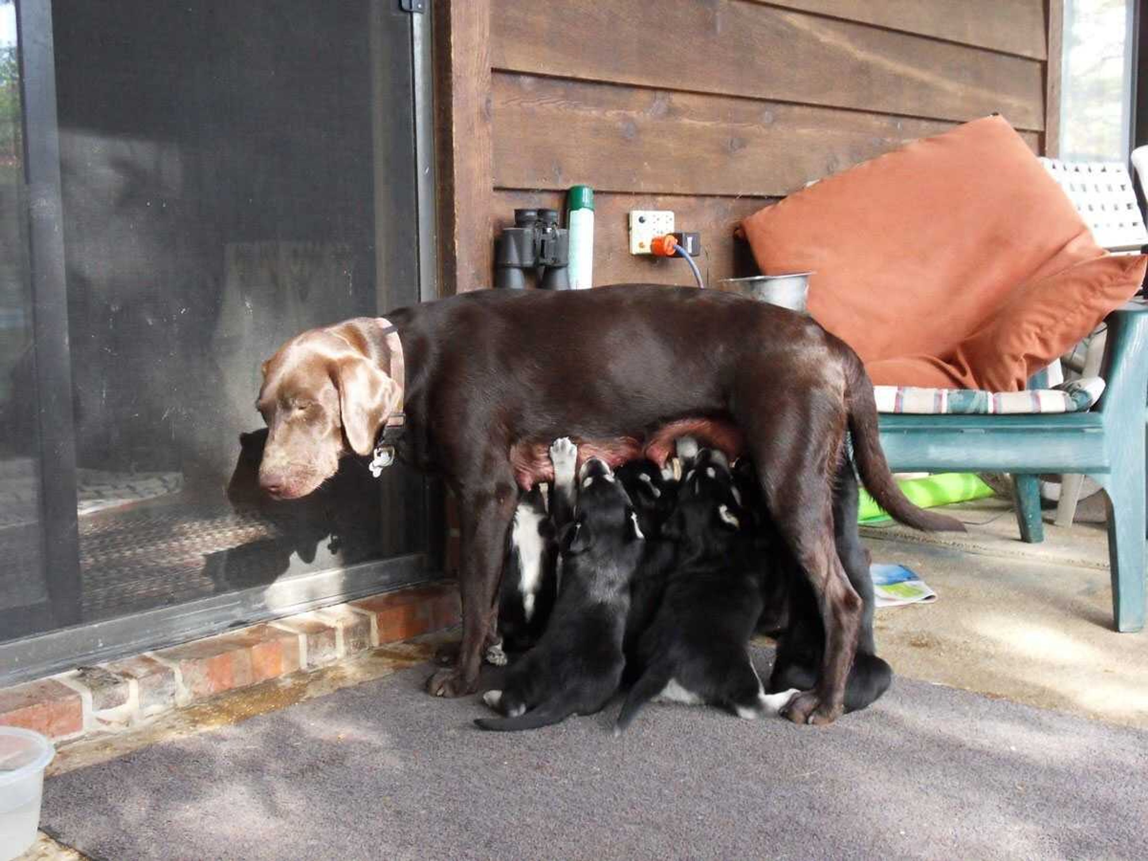 Owner: Debbie Knox<br>Name: Sammy<br>Activity: Sammy's pups got very hungry as Sammy tried to go inside the house.