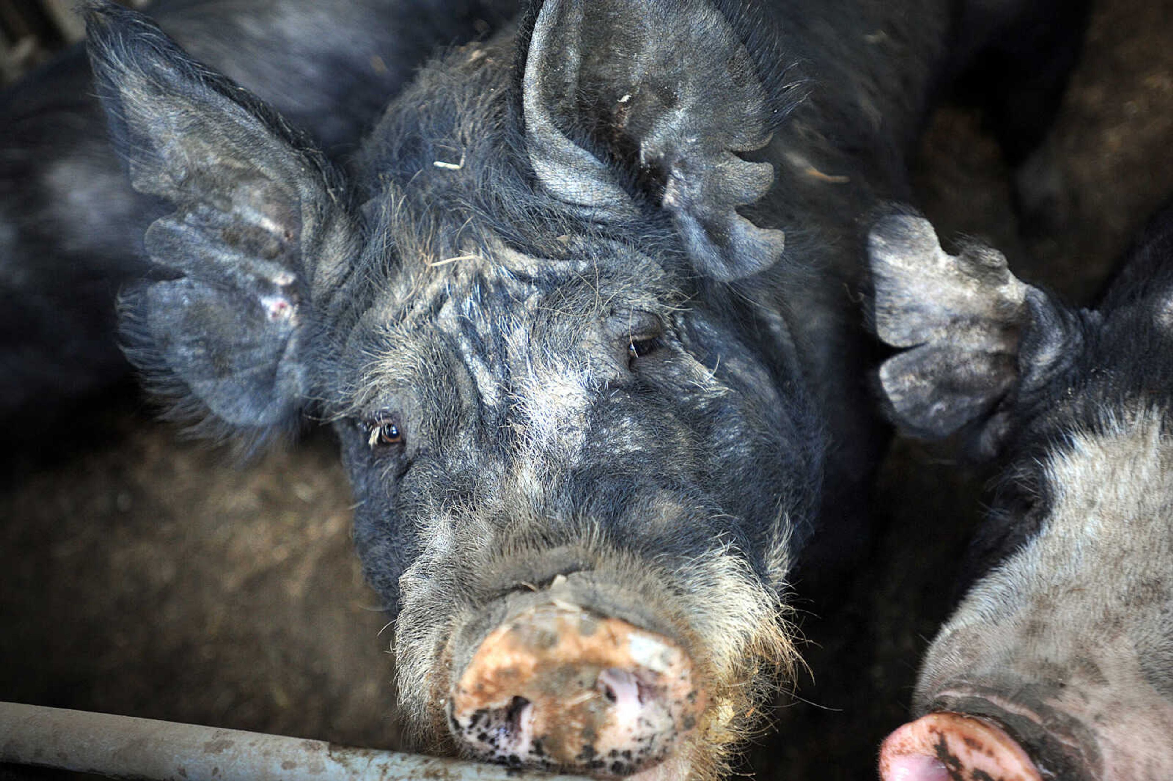 LAURA SIMON ~ lsimon@semissourian.com

Berkshire boars wait to be fed, Monday afternoon, May 19, 2014, at Brian Strickland and Luke Aufdenberg's Oak Ridge pig farm.