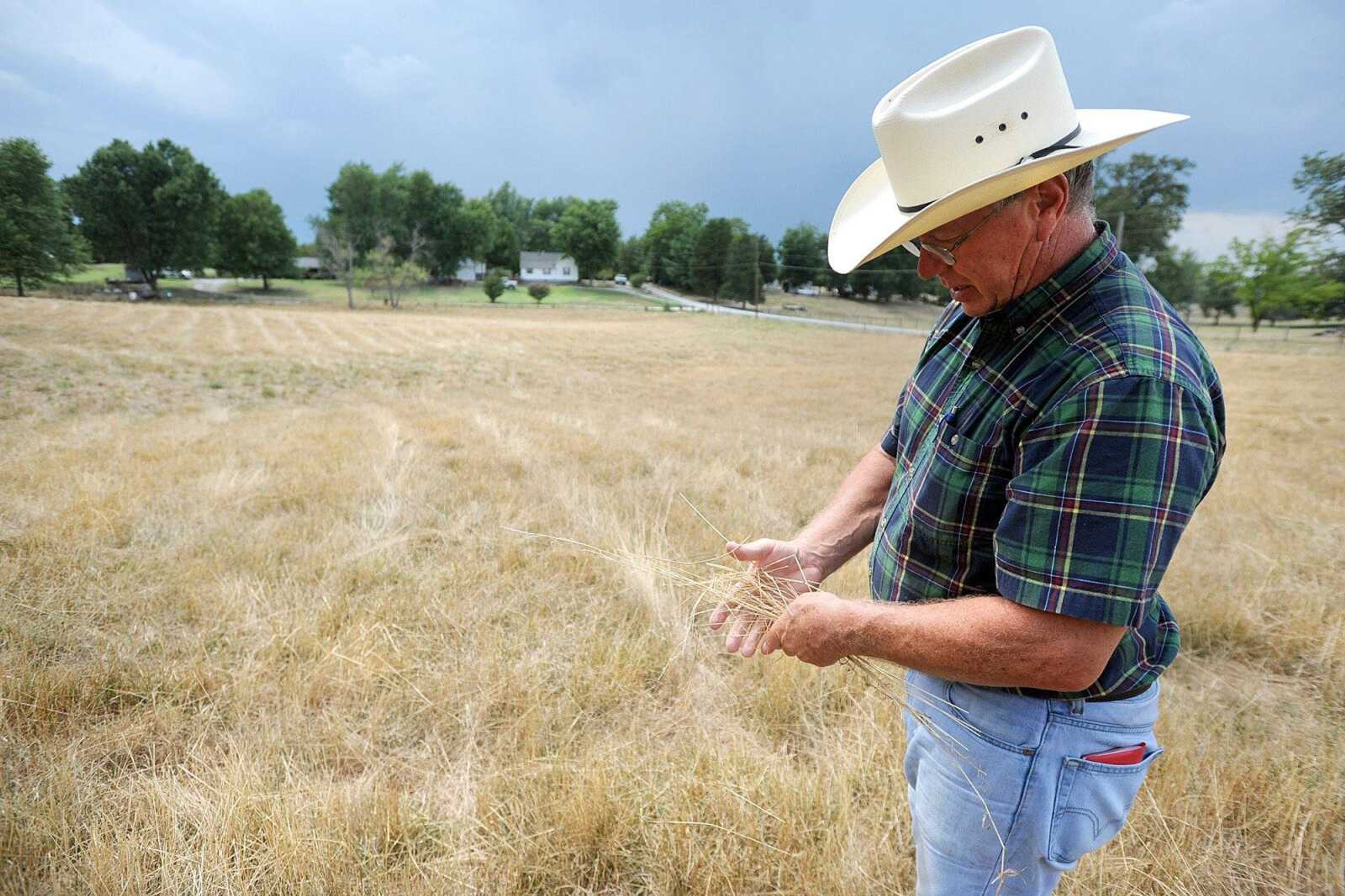 Lawson Burgfeld shows the dried fescue in the field he keeps several heads of cattle Thursday, July 26, 2012 in Fruitland. (Laura Simon)