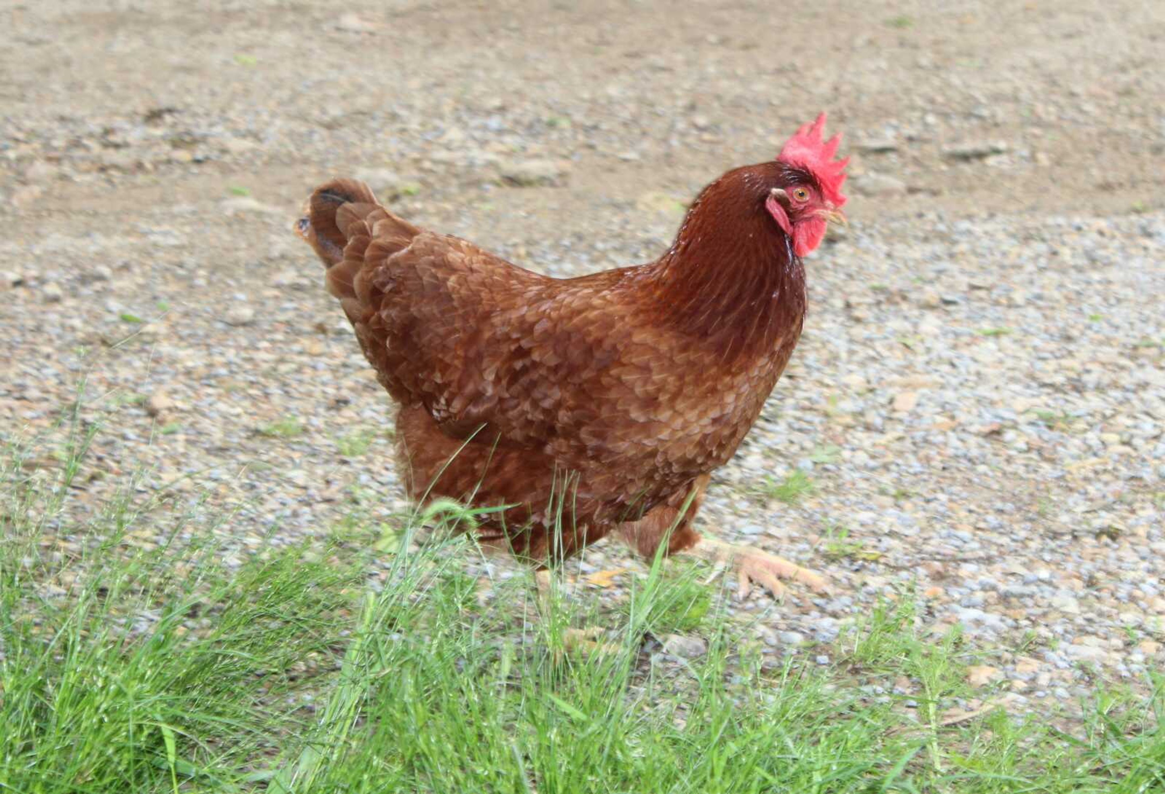 Kasen Ahrens captured this image of a chicken in a farmyard and submitted it for the Poultry Photography Contest that was part of the State 4-H Poultry Judging Event.