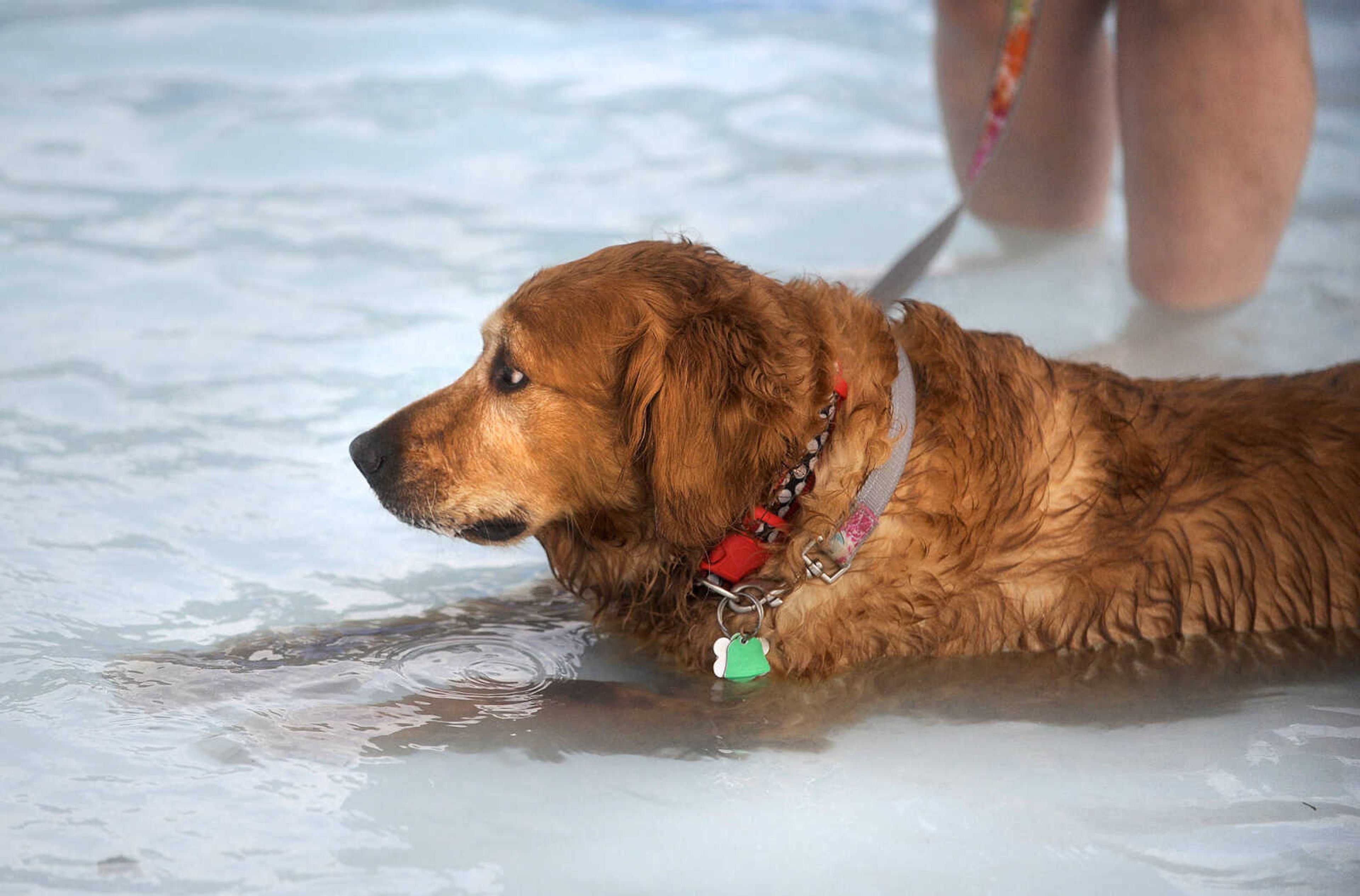 LAURA SIMON ~ lsimon@semissourian.com

Doggy Swim Day at Cape Splash, Sunday, Sept. 27, 2015, in Cape Girardeau. Leashed dogs got to swim and play in the lazy river and swimming pools with their owners. Proceeds from event benefit the Cape Girardeau Parks and Recreation Foundation.