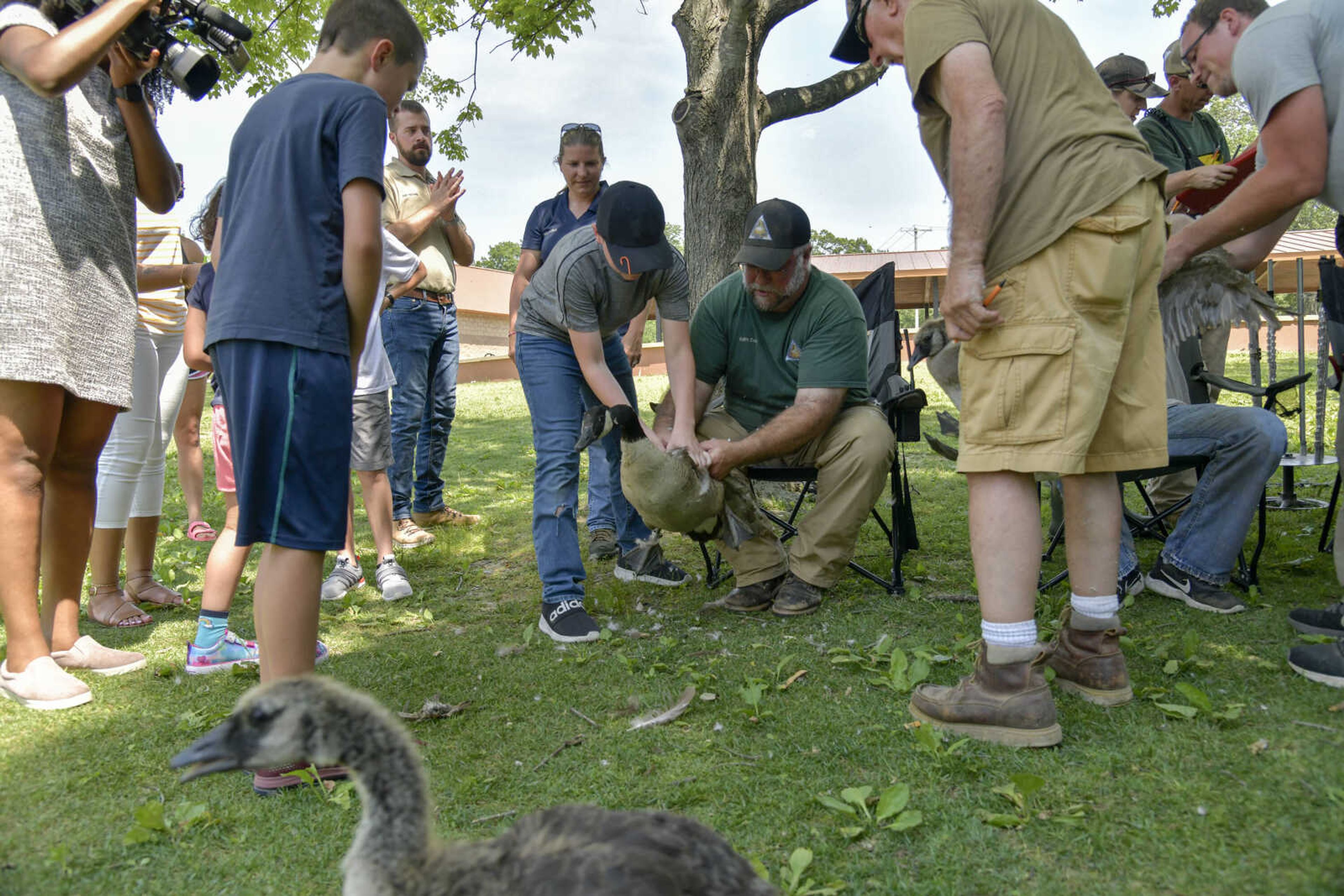 Missouri Department of Conservation employee Keith Cordell, center, assists a curious youngster in releasing the captured goose after inspecting and tagging the animal at Capaha Park on Thursday, June 17, 2021.