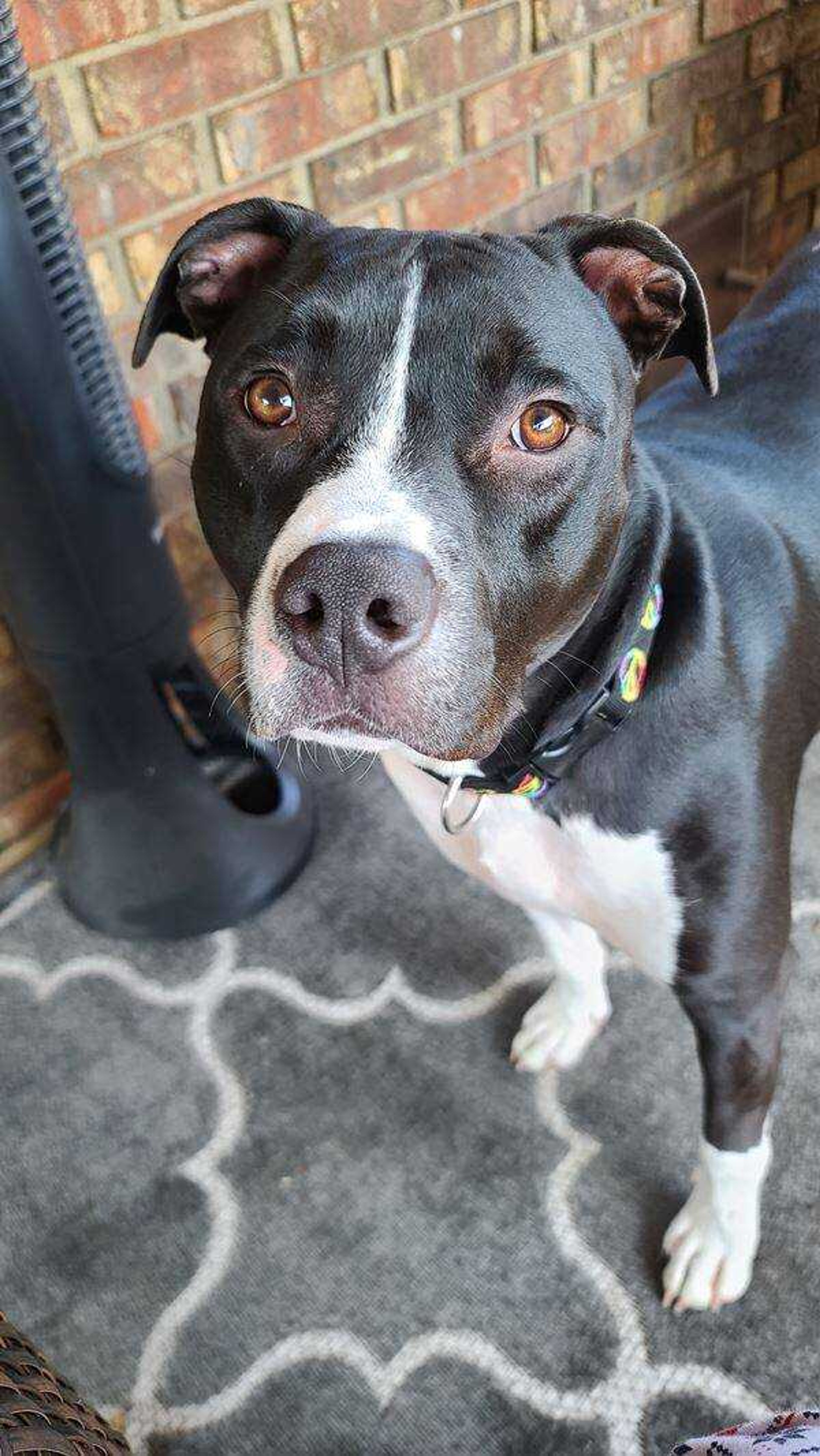 Major Frank Burns&nbsp; -&nbsp; Seriously Momma, I NEED that treat!