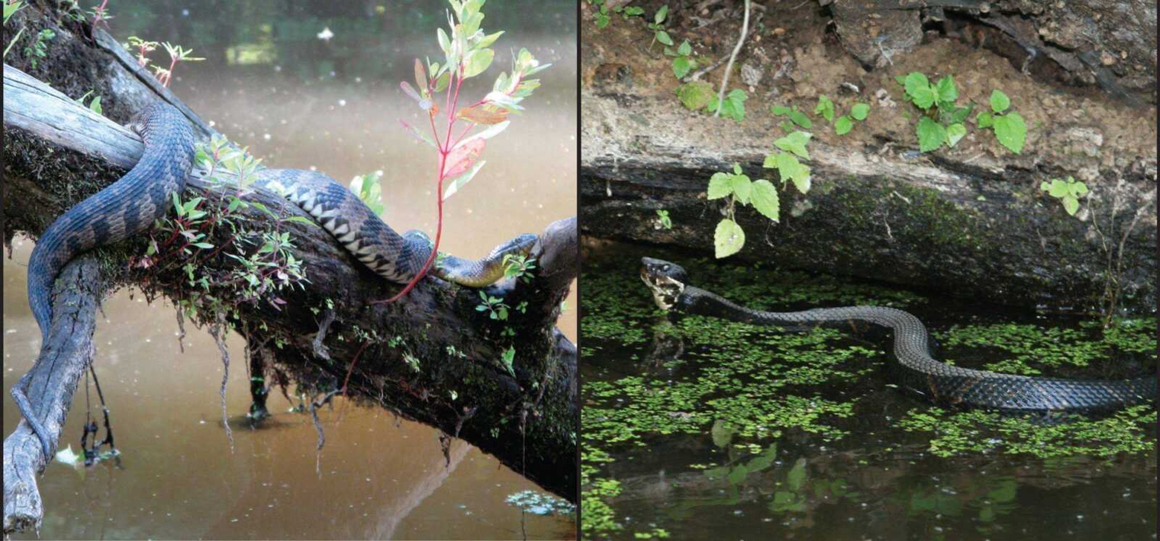 Notice the chainlike pattern on the back of the diamond-backed water snake at top. Then check out the creamy-white coloring under the chin of the Western cottonmouth below.