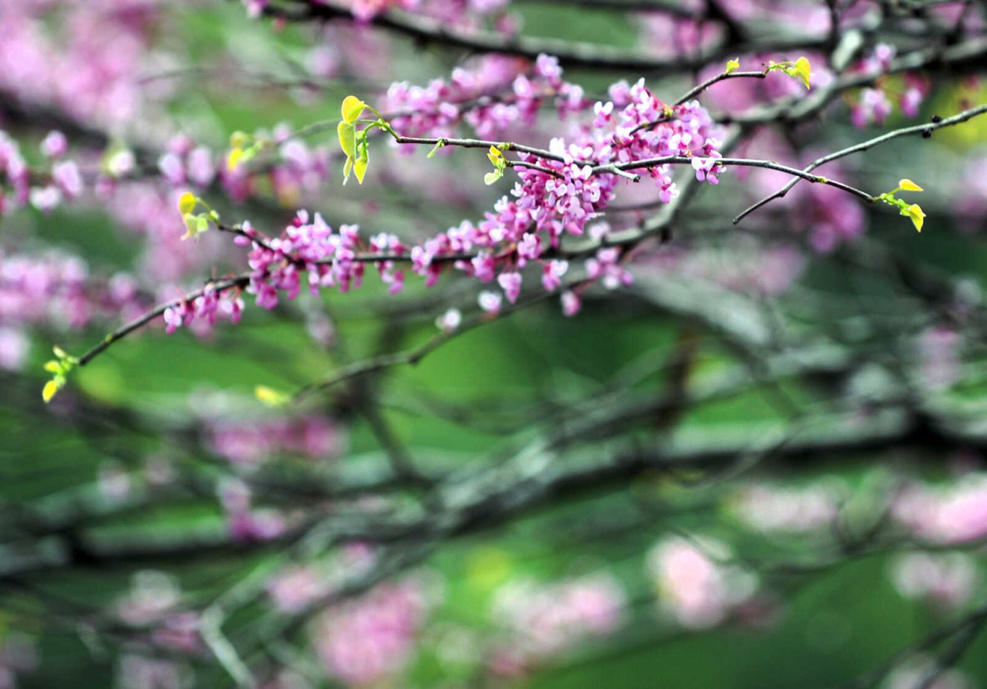 LAURA SIMON ~ lsimon@semissourian.com

Pinecrest Azalea Gardens, Thursday, April 16, 2015, in Oak Ridge, Missouri.